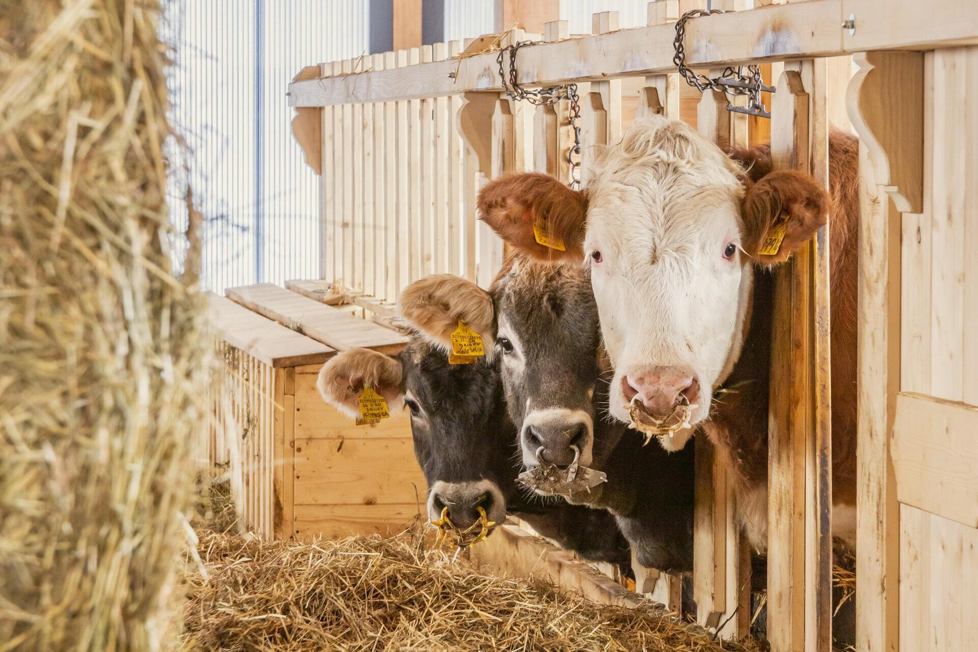 Fattoria didattica, animali