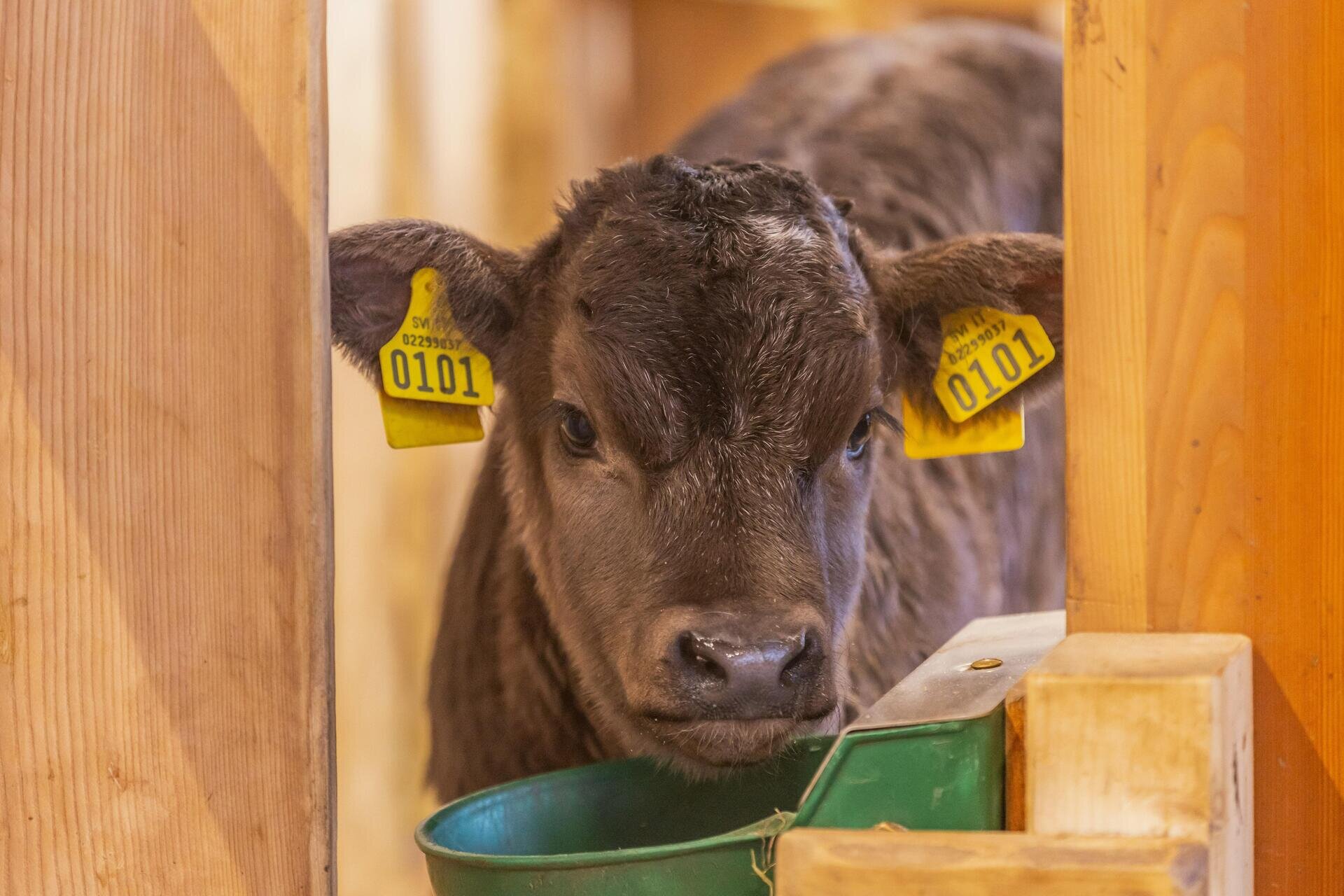 Fattoria didattica, animali