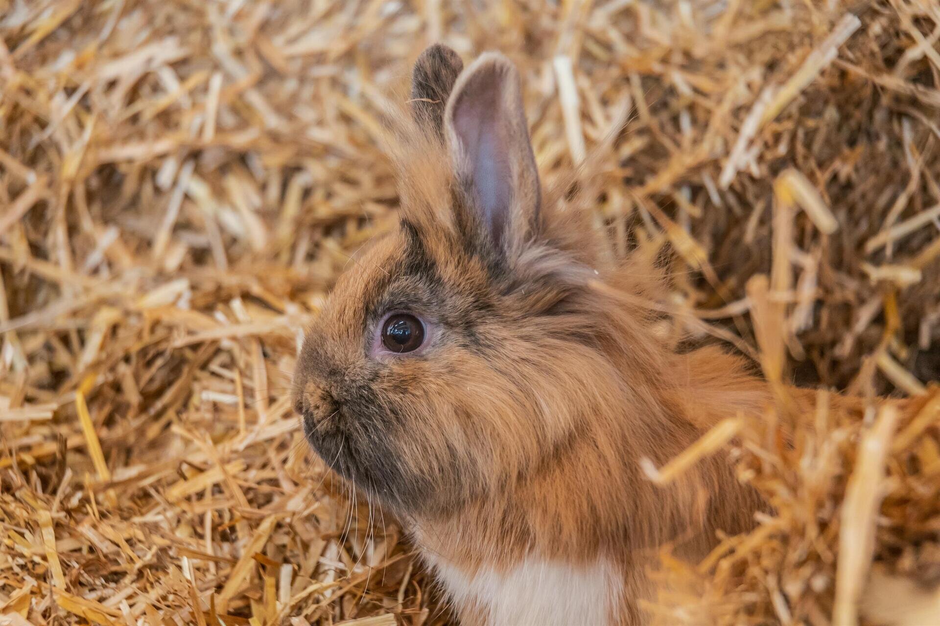 Fattoria didattica, animali