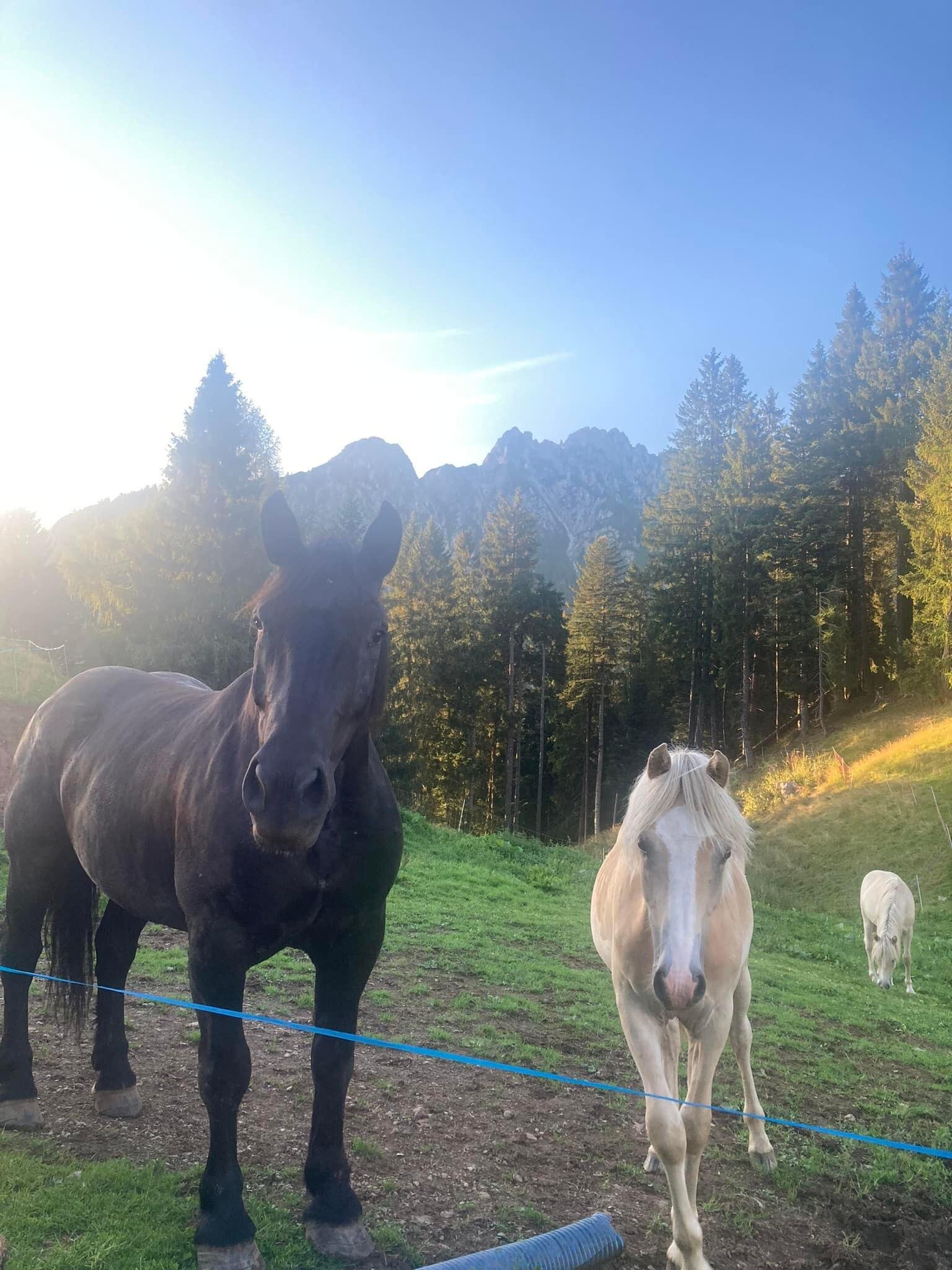 472160557_920412153514820_4752755899038696099_n