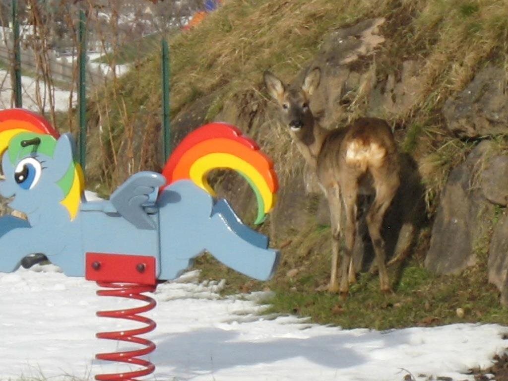 I caprioli vengono spesso a trovarci