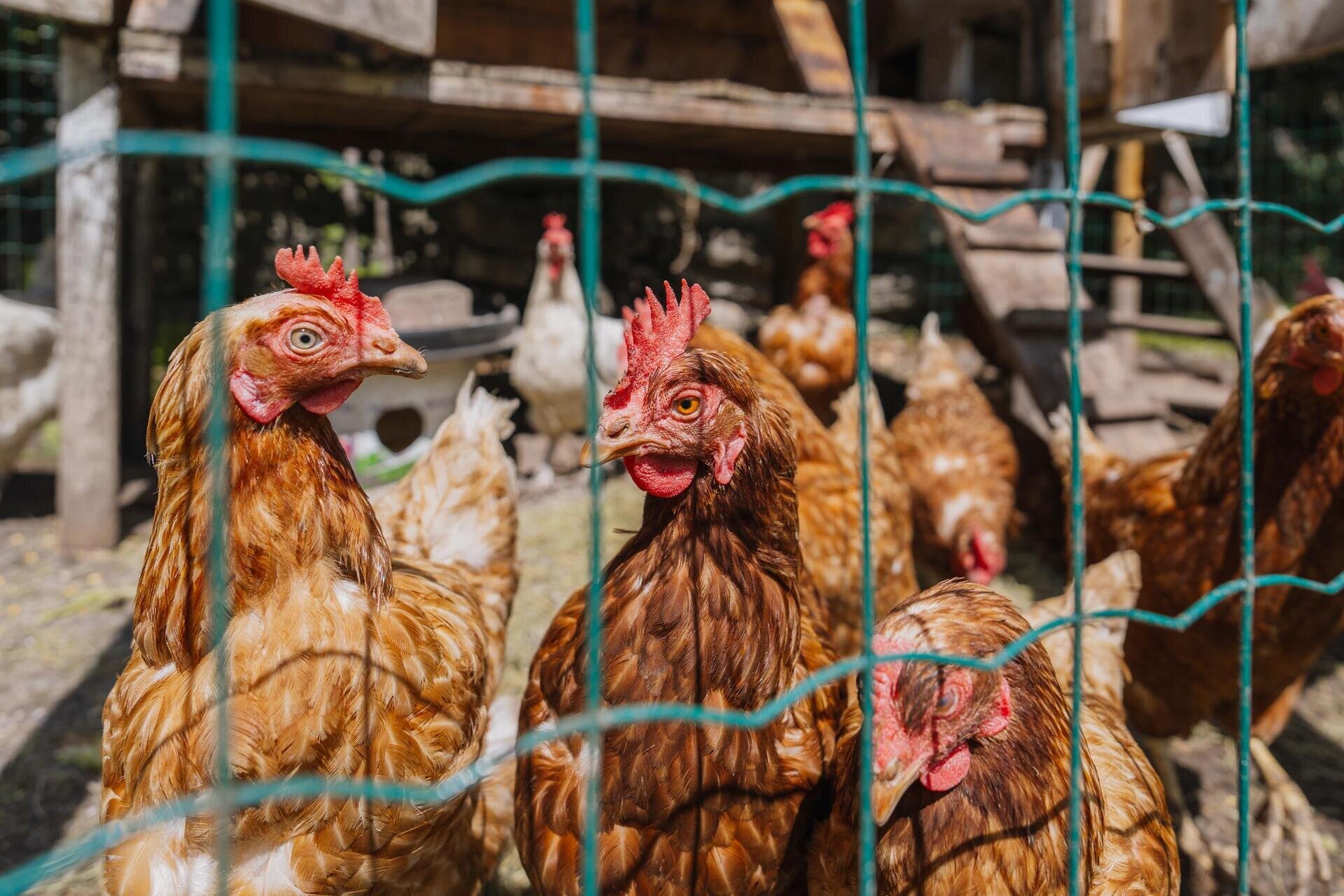 Dolomiti House_Alta-15