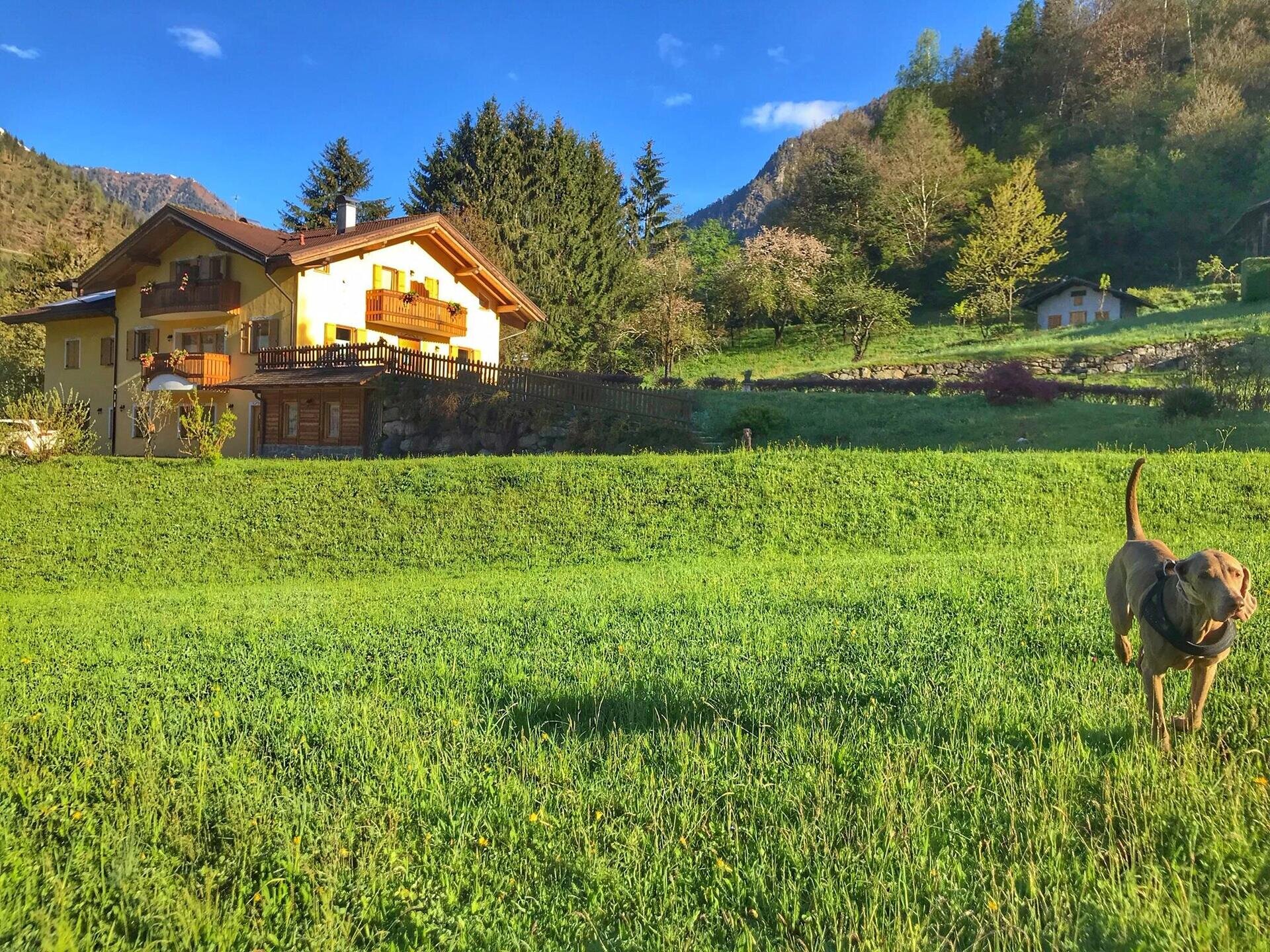 vacanza-montagna-natura-baita-bambini-cani-animali