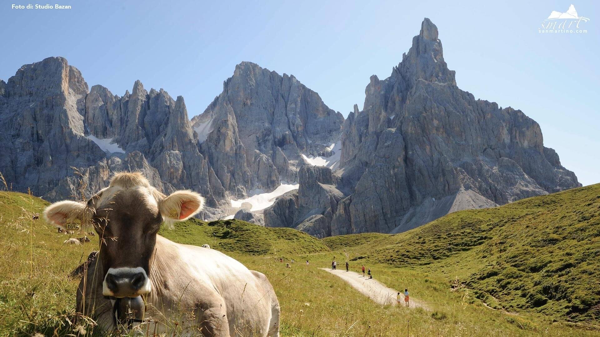 passo-rolle-mucca-bazan