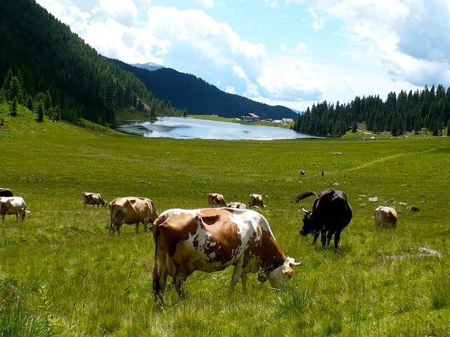 L'alpeggioi al lago di Calaita