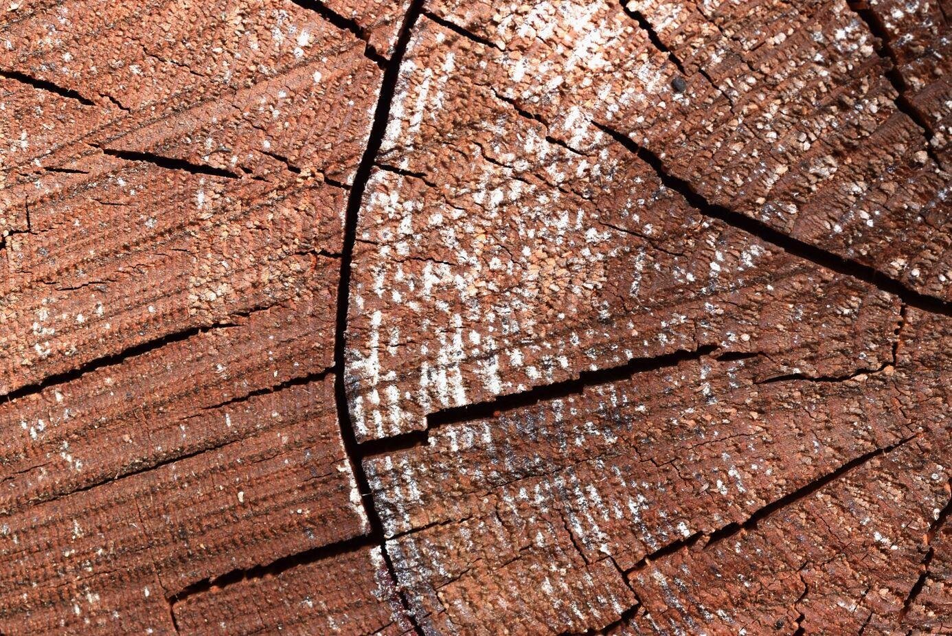 Alla scoperta di Paneveggio