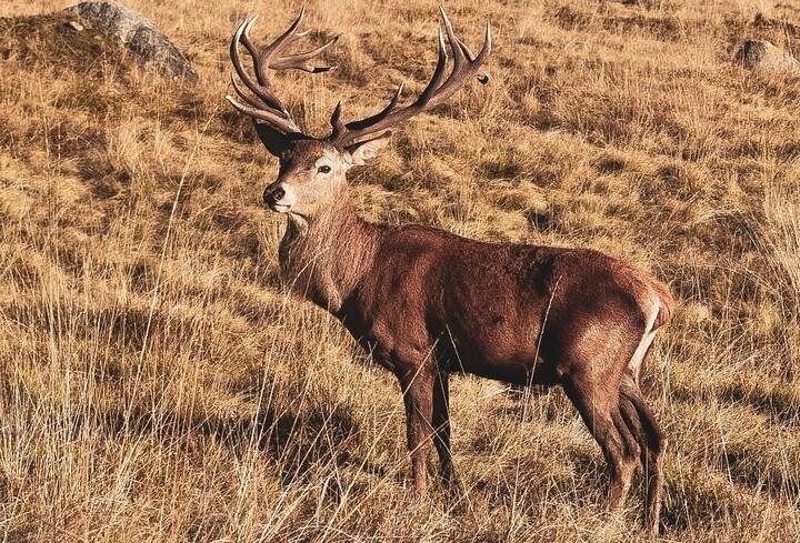 Ascolta il Bramito del Cervo