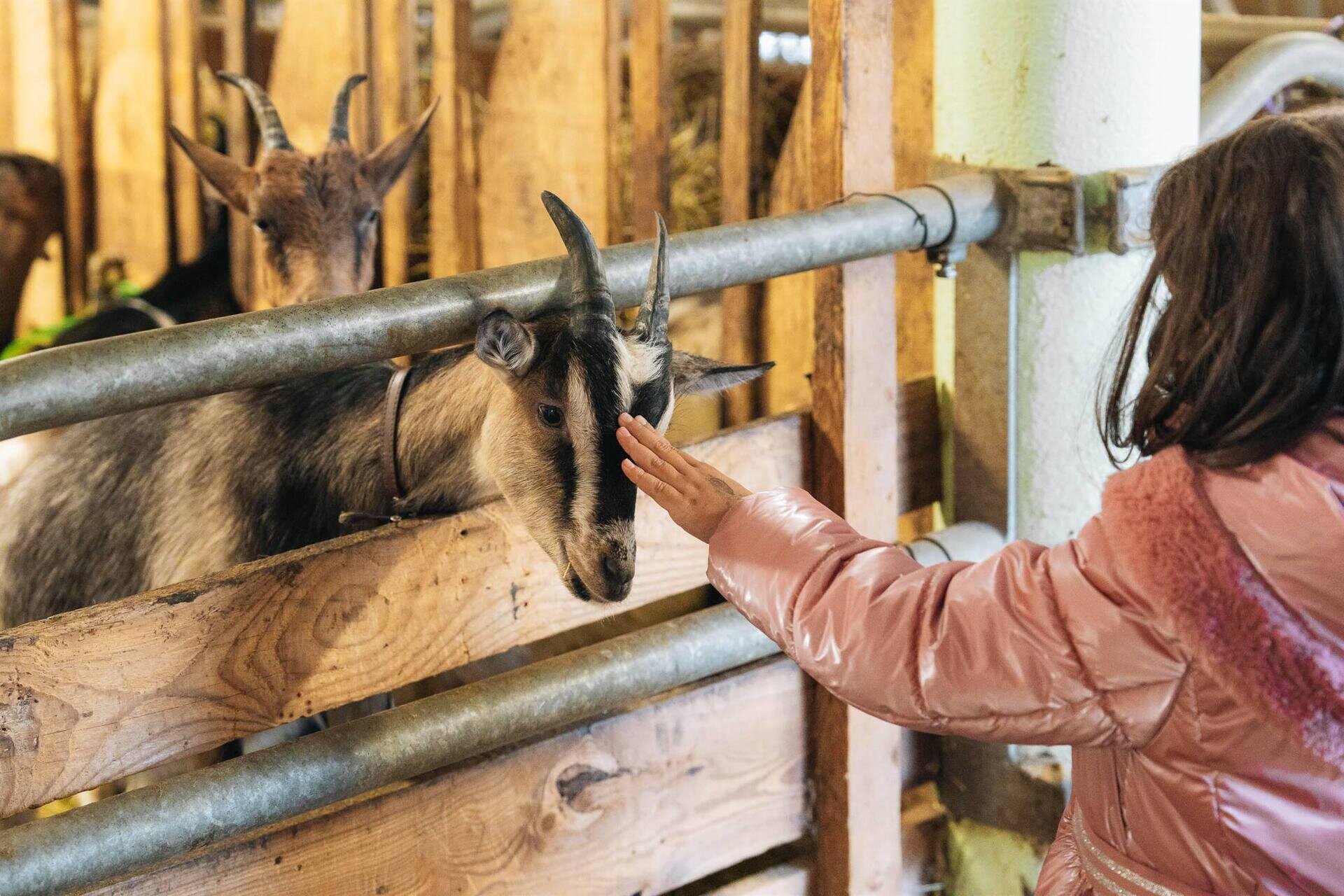 Gran Festa del Desmontegar: Benvenuti in Fattoria