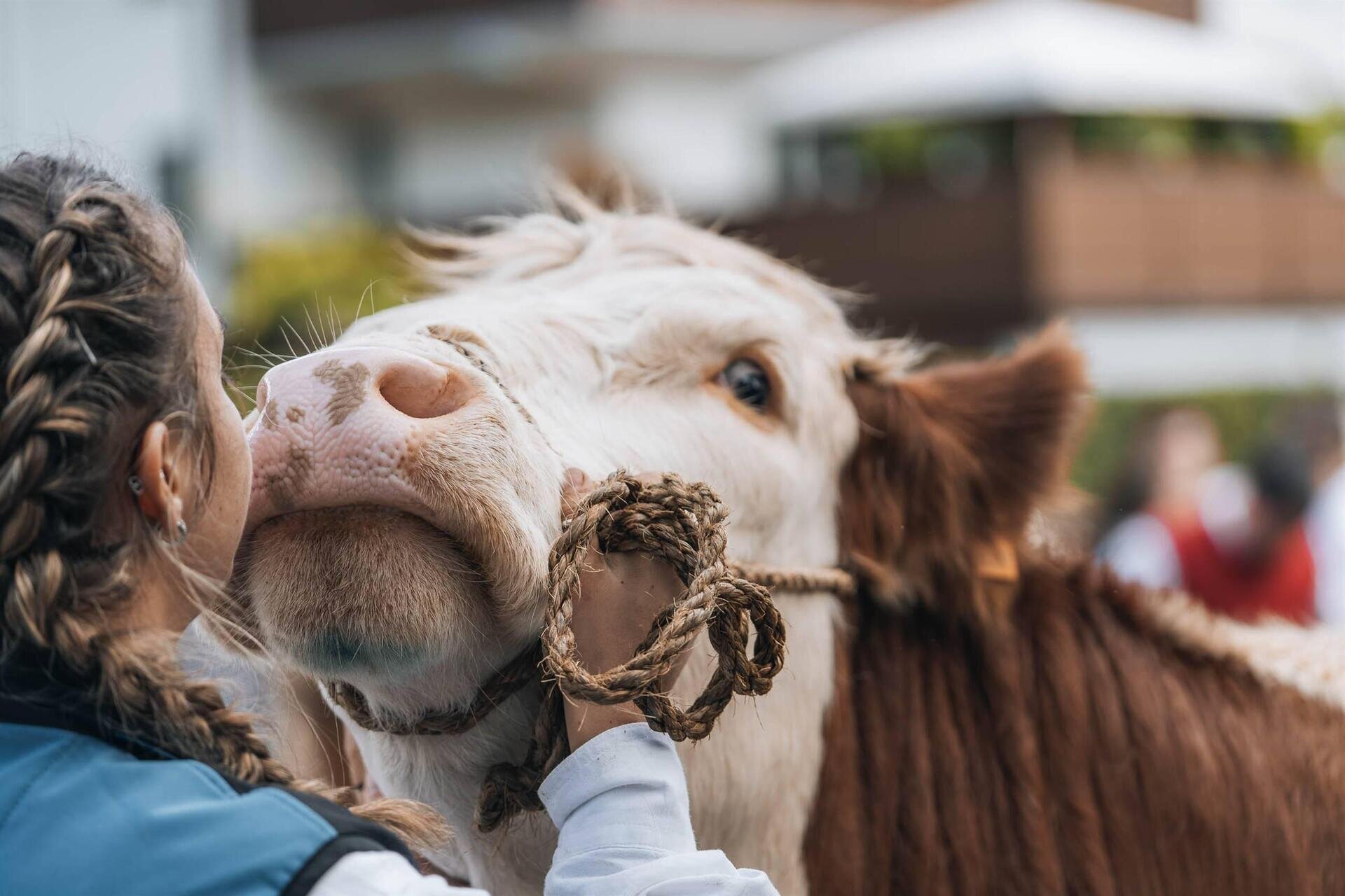 Gran Festa del Desmontegar: Tradizionale Mostra Concorso Bovina