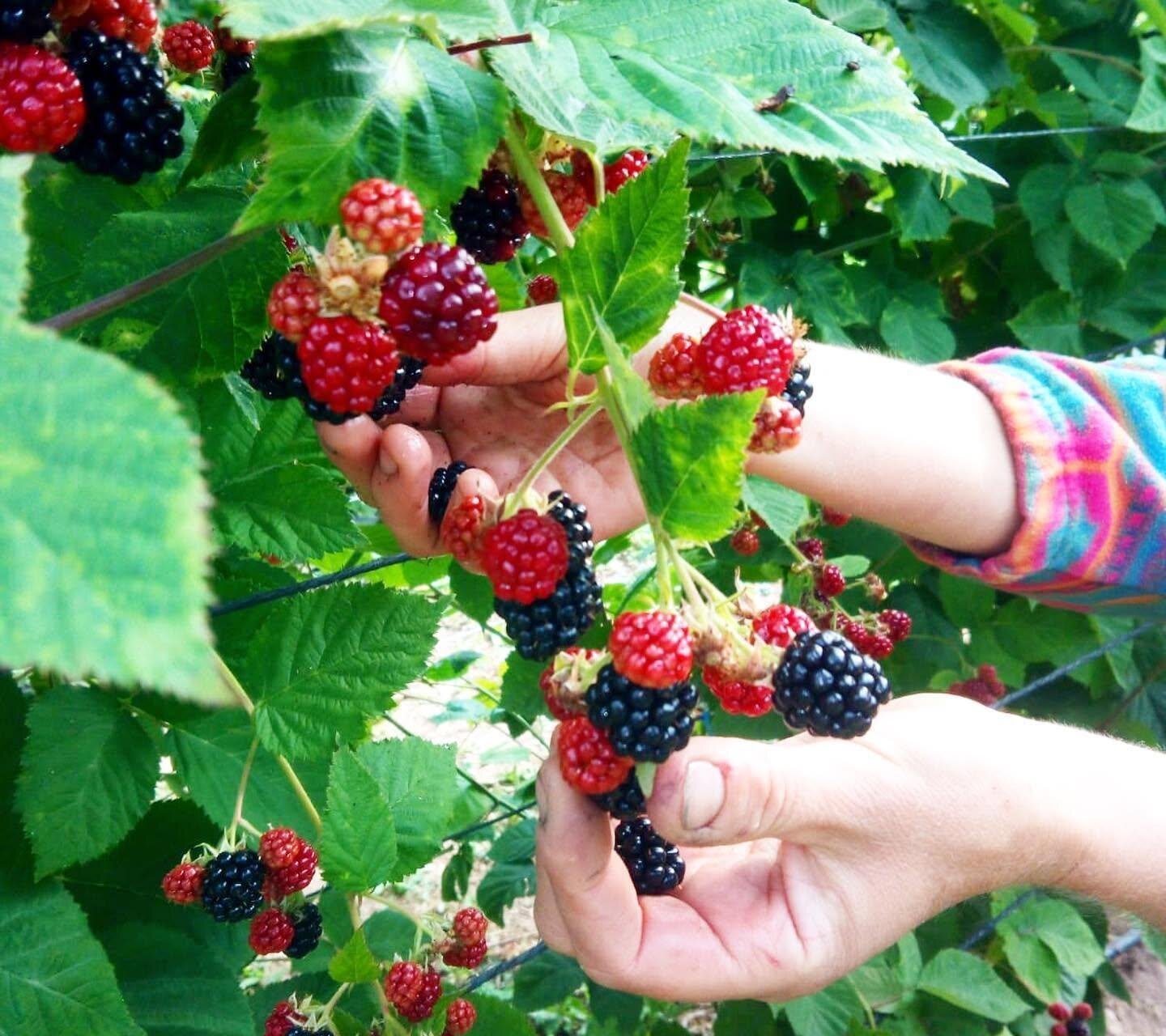 I Magnifici 4: piccoli frutti e miele, che passione!