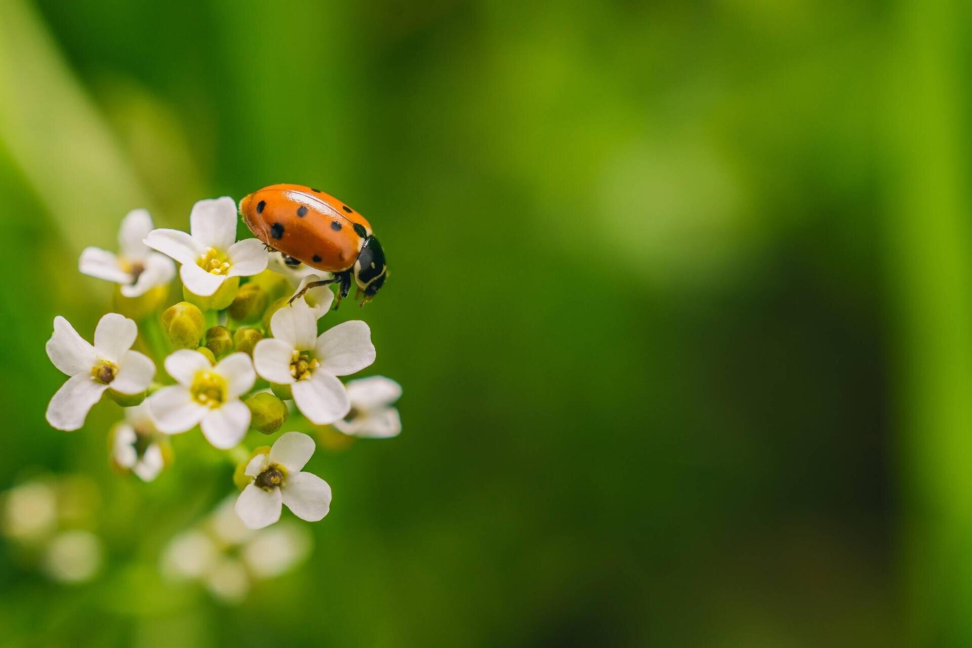 Laborabimbi: Coccinelle vs Fiori