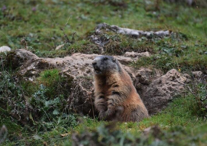 Marmotte