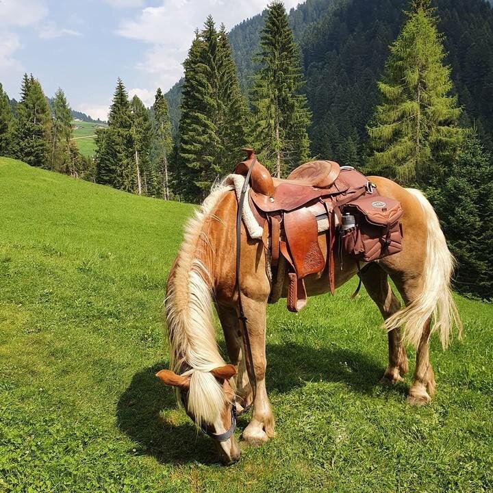 cavallo