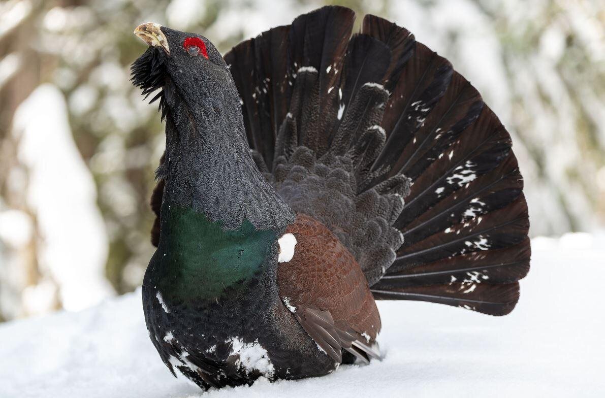 Sulle tracce dei Tetraonidi: gli uccelli che vengono dal freddo