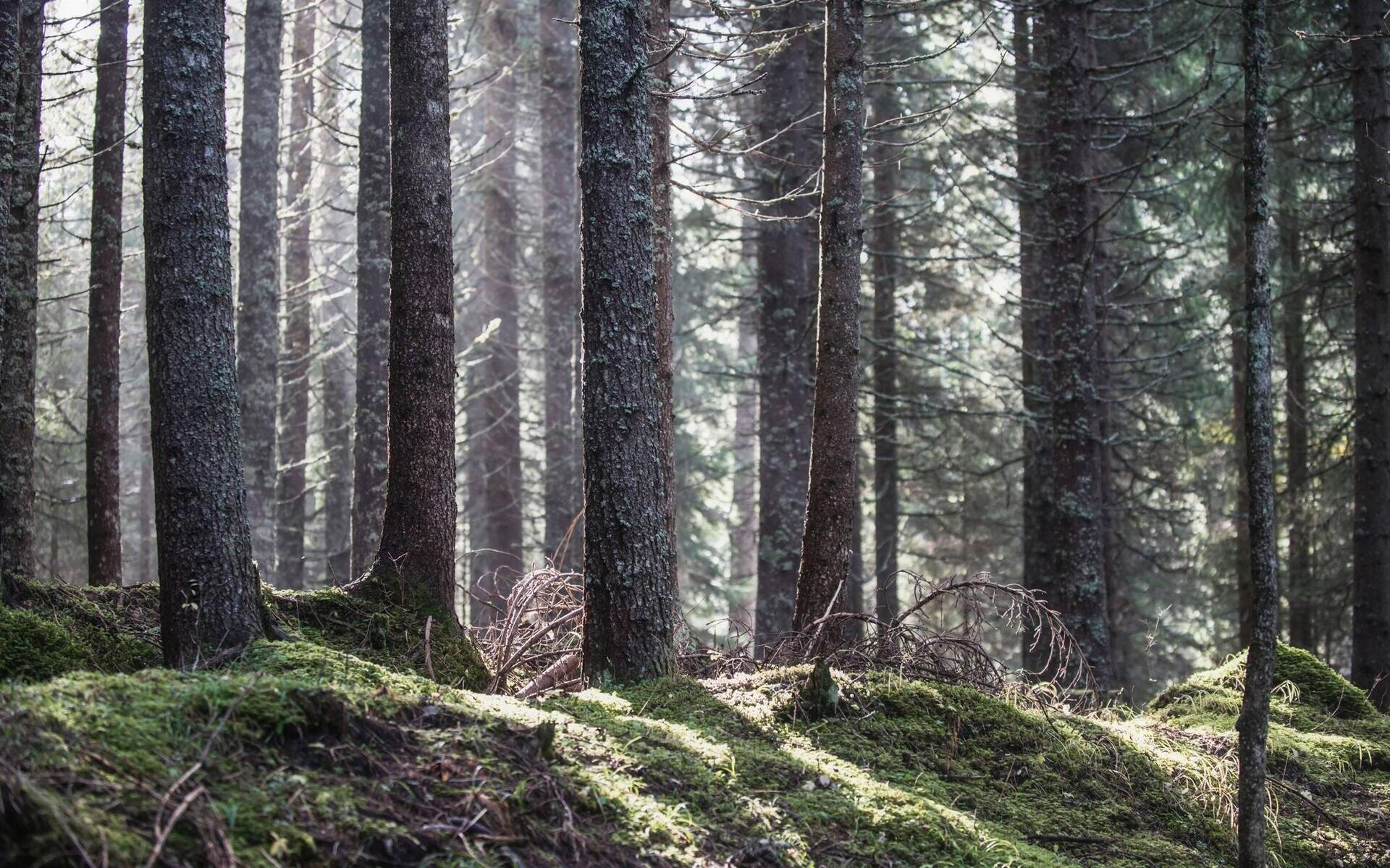Alla scoperta di Paneveggio, la foresta che suona