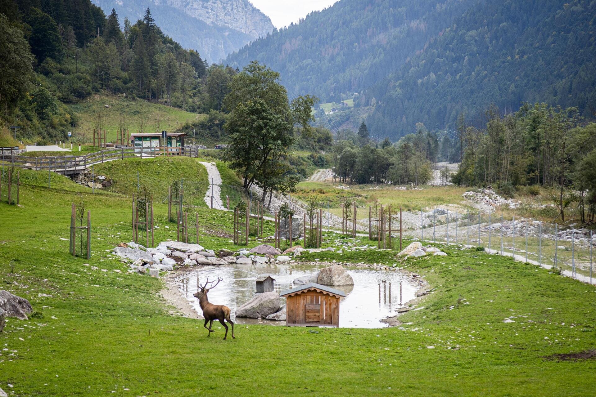 Il re del bosco