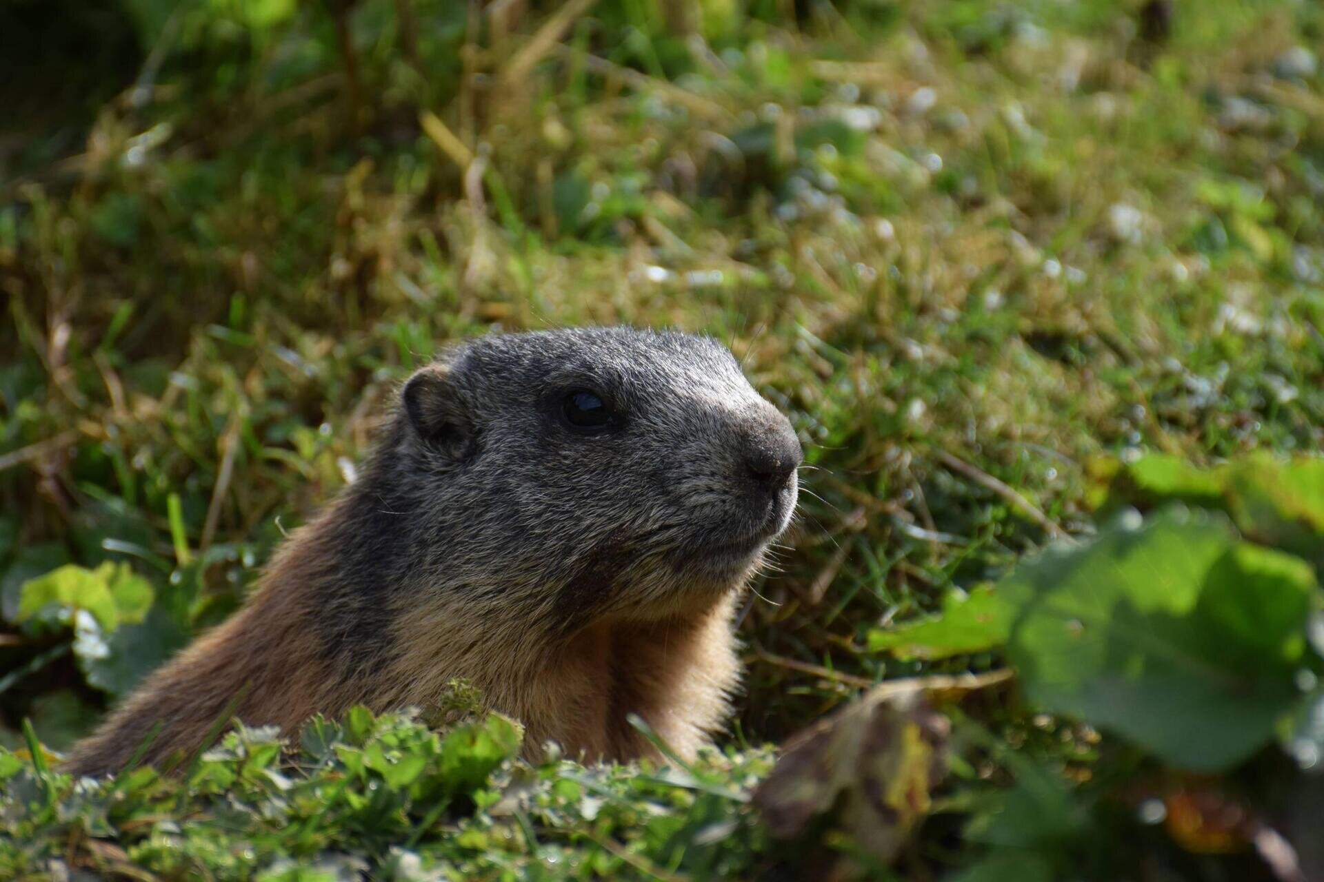 Le marmotte, sentinelle della Val Venegia