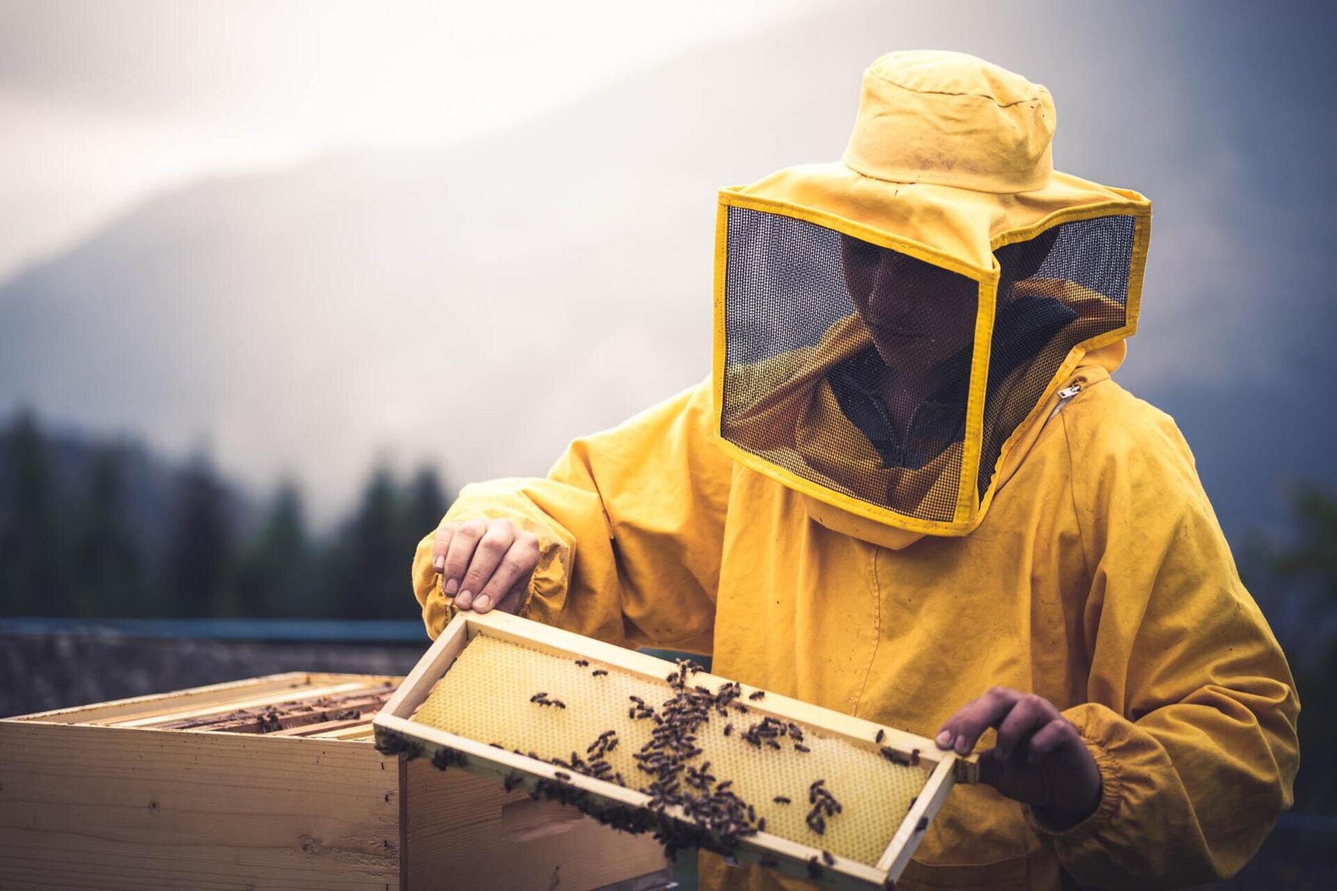 scopriamo-il-mondo-delle-api