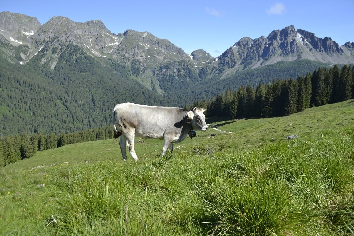 Discovering the Vanoi meadows and villages - Tour 2266