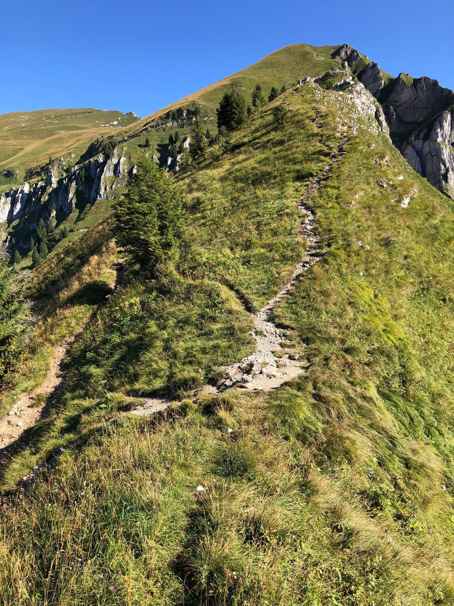 Img2 62435816 Default Variant