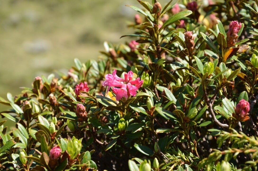 Img2 52695360 Default Variant