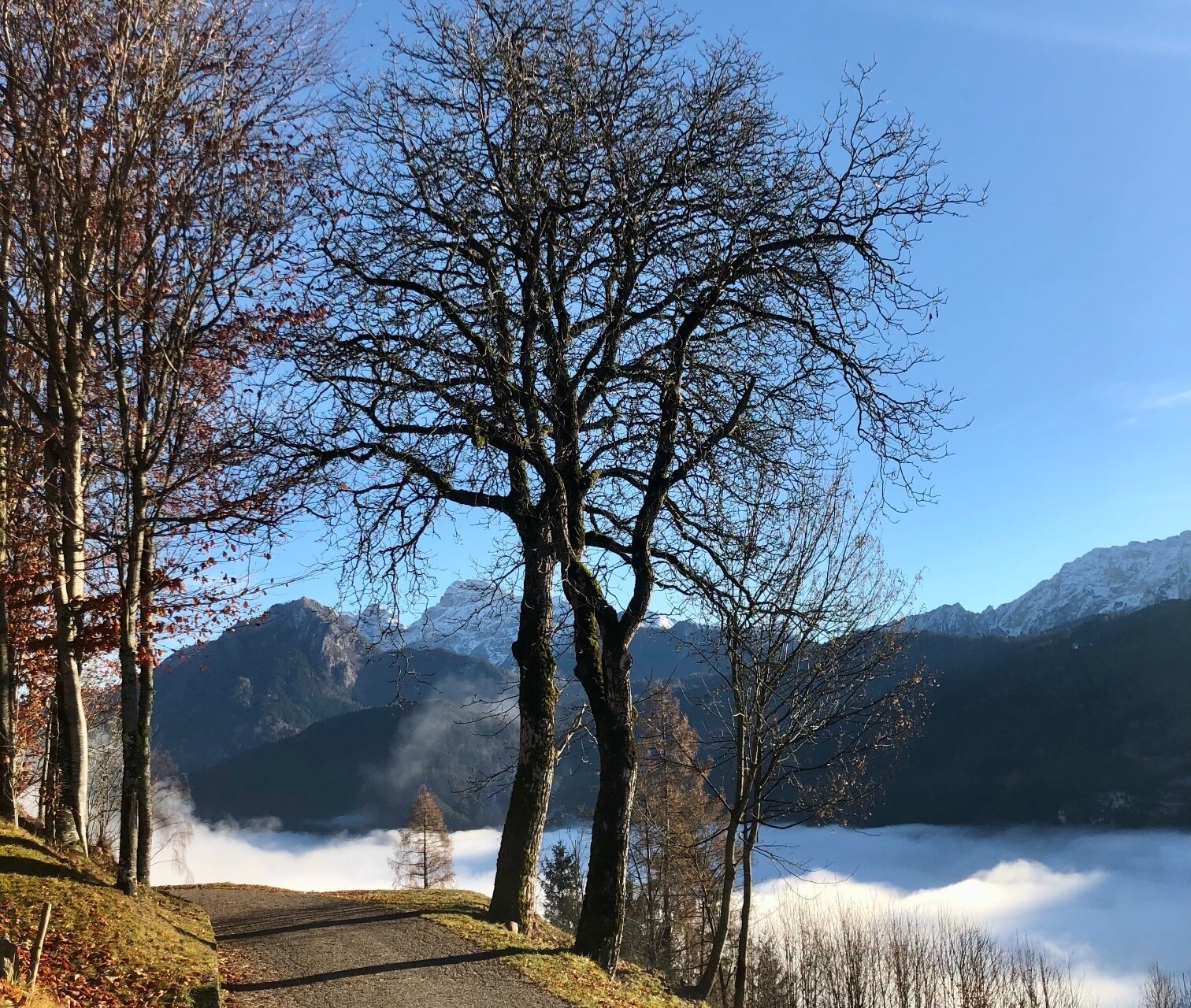 La Via della Frutta Antica