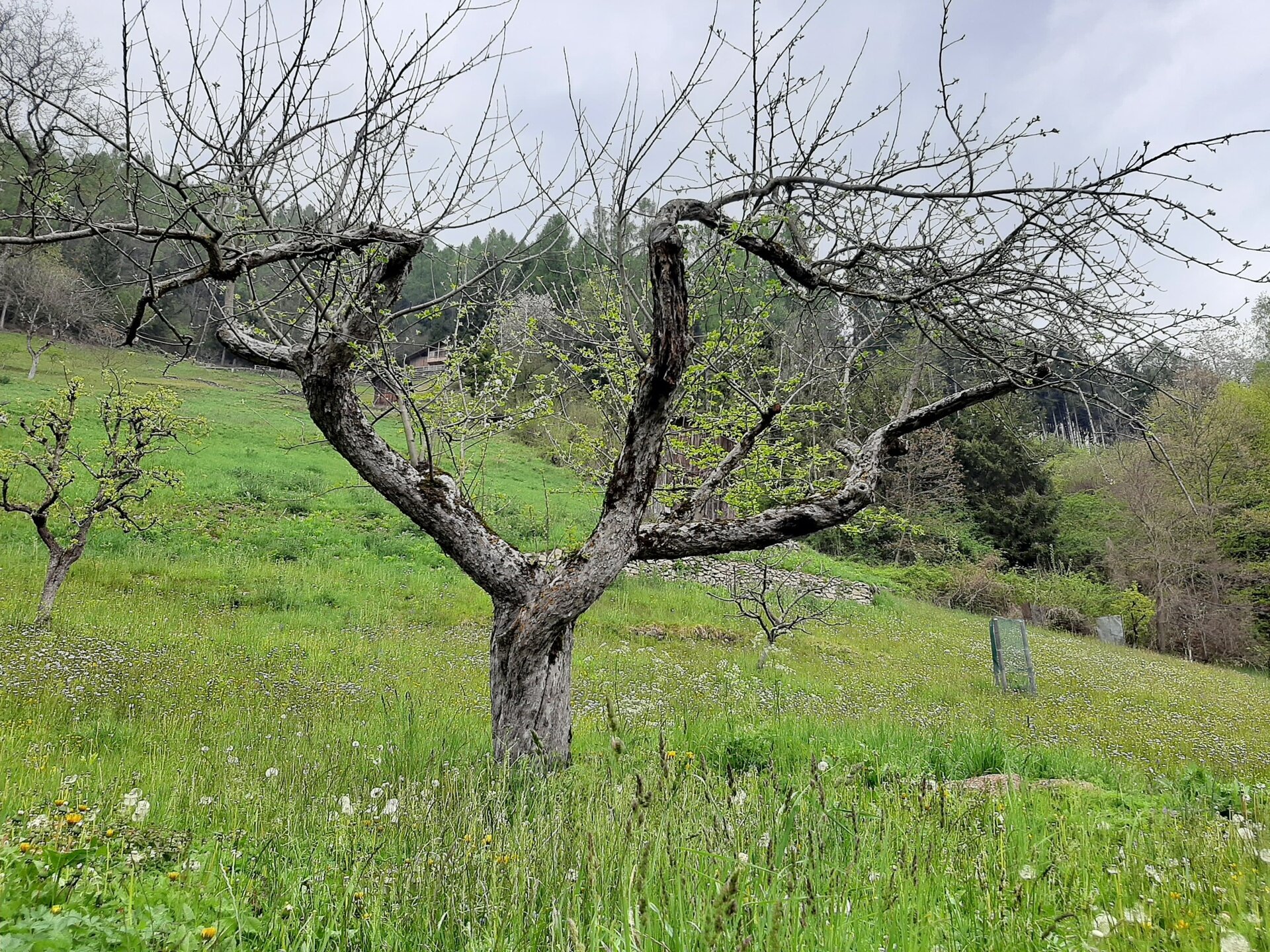 Img2 96522892 Default Variant