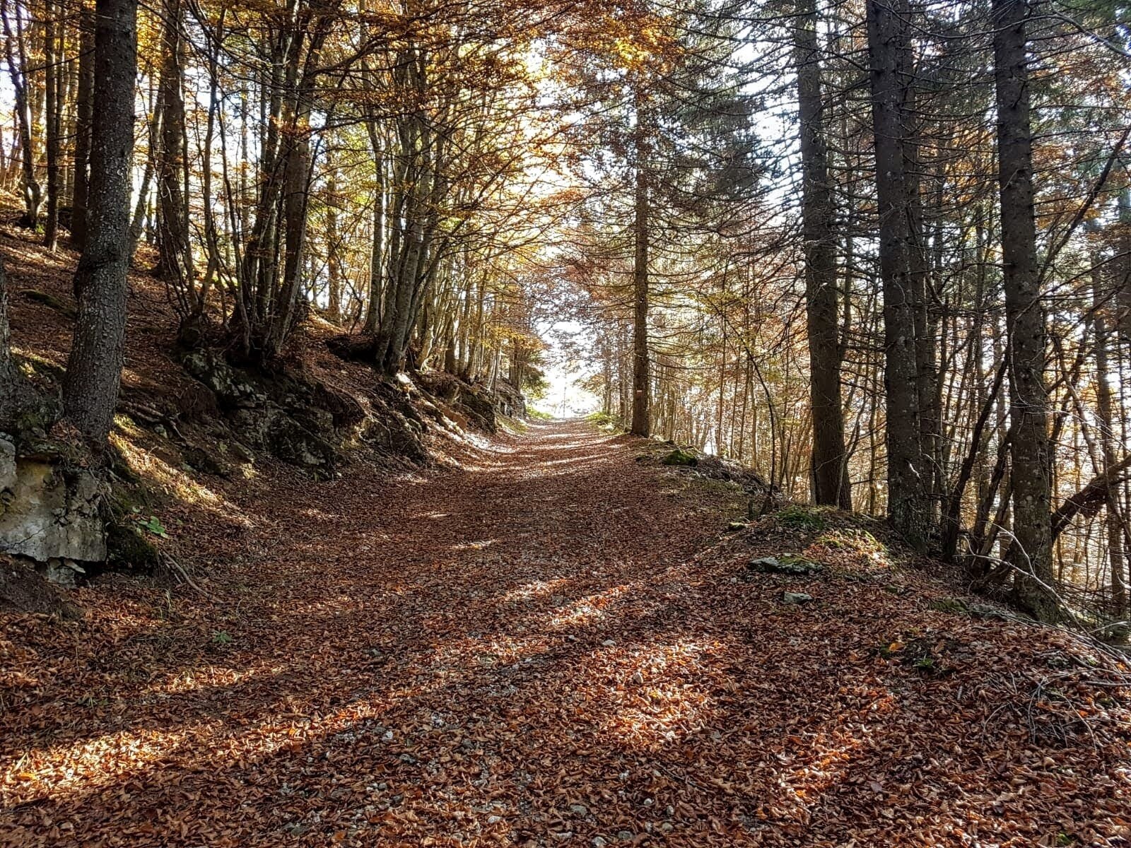 Img2 611366336 Default Variant