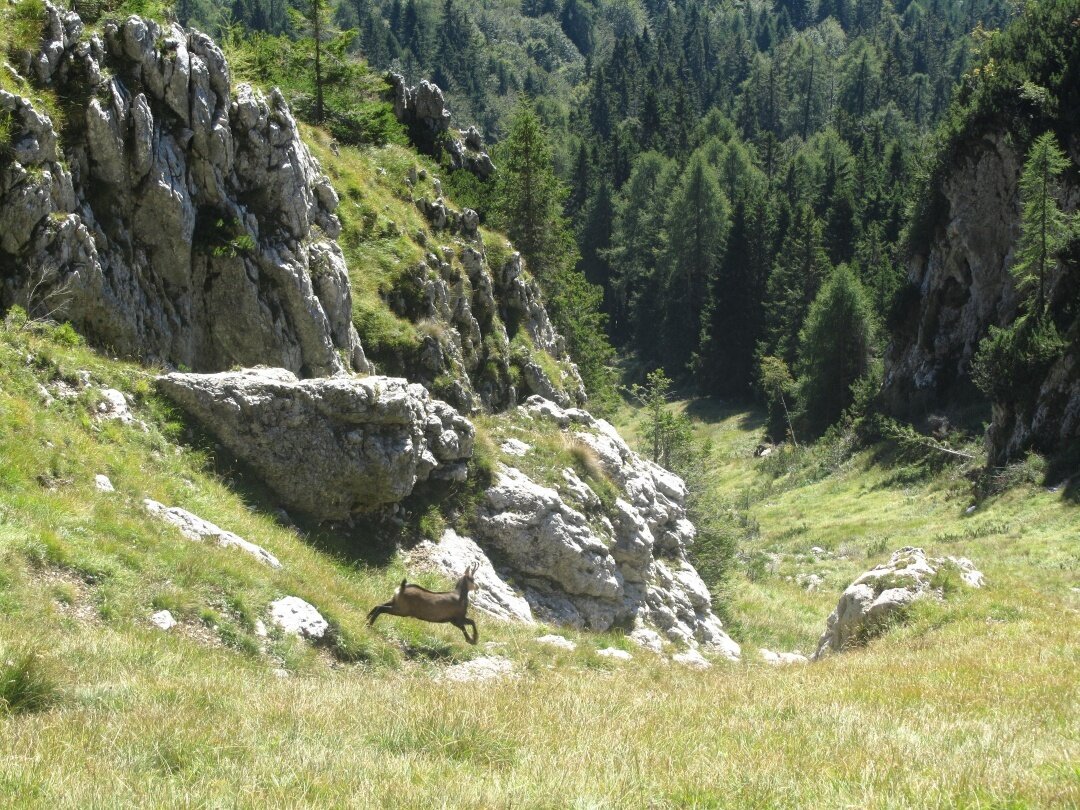 Img2 31698362 Default Variant