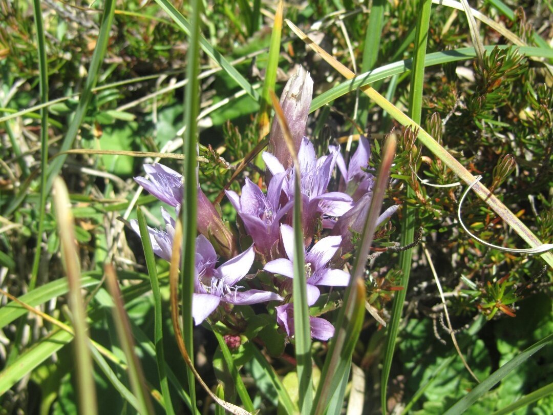 Img2 31698367 Default Variant