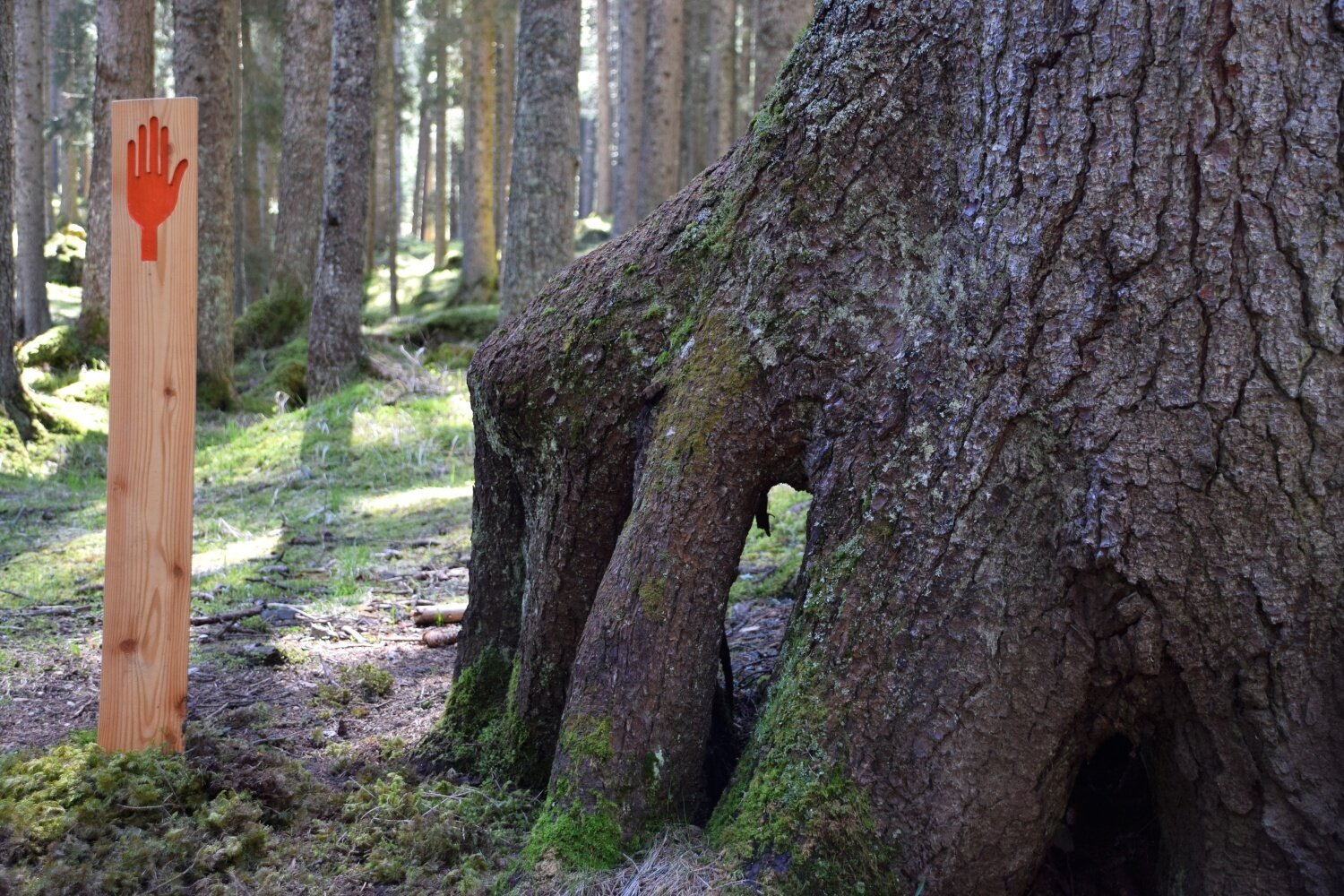 Img2 55158847 Default Variant