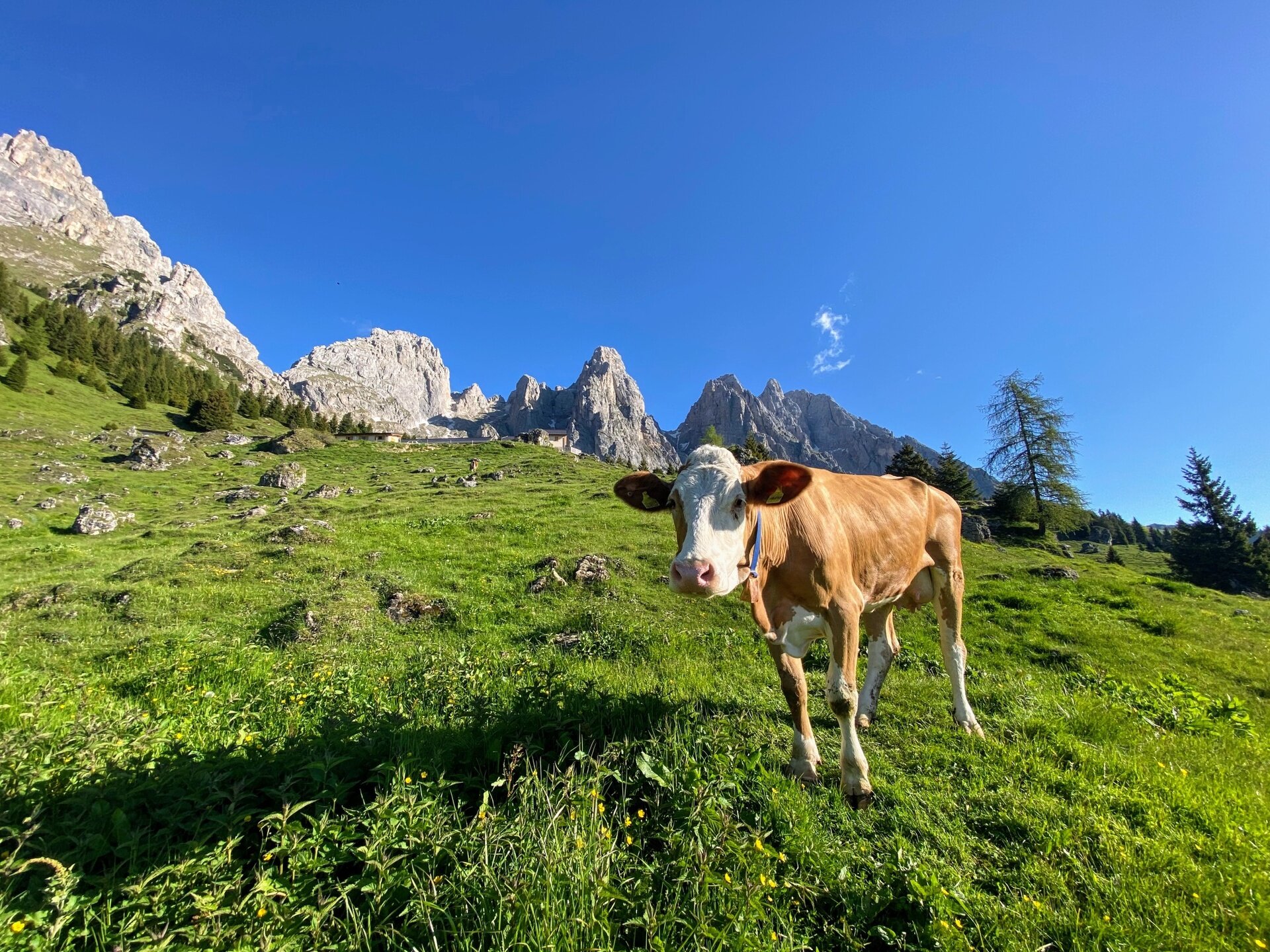 Img2 611849140 Default Variant