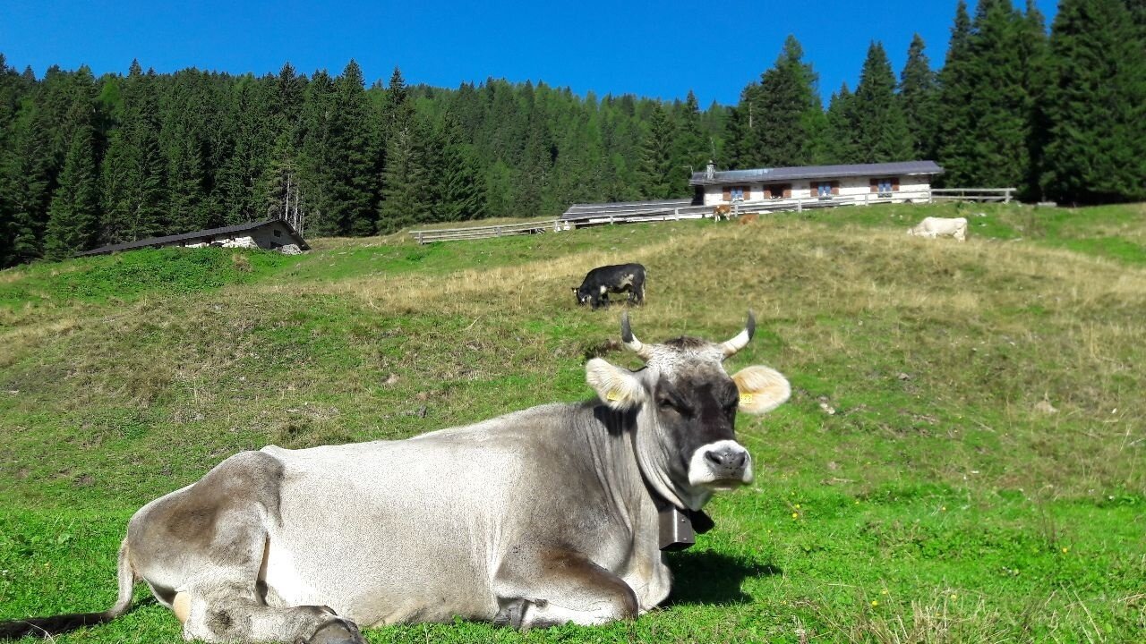 San Martino di Castrozza - Malga Crel