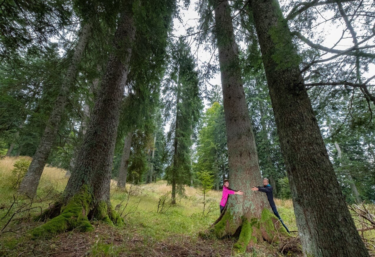 Trail of the Giant Fir Trees