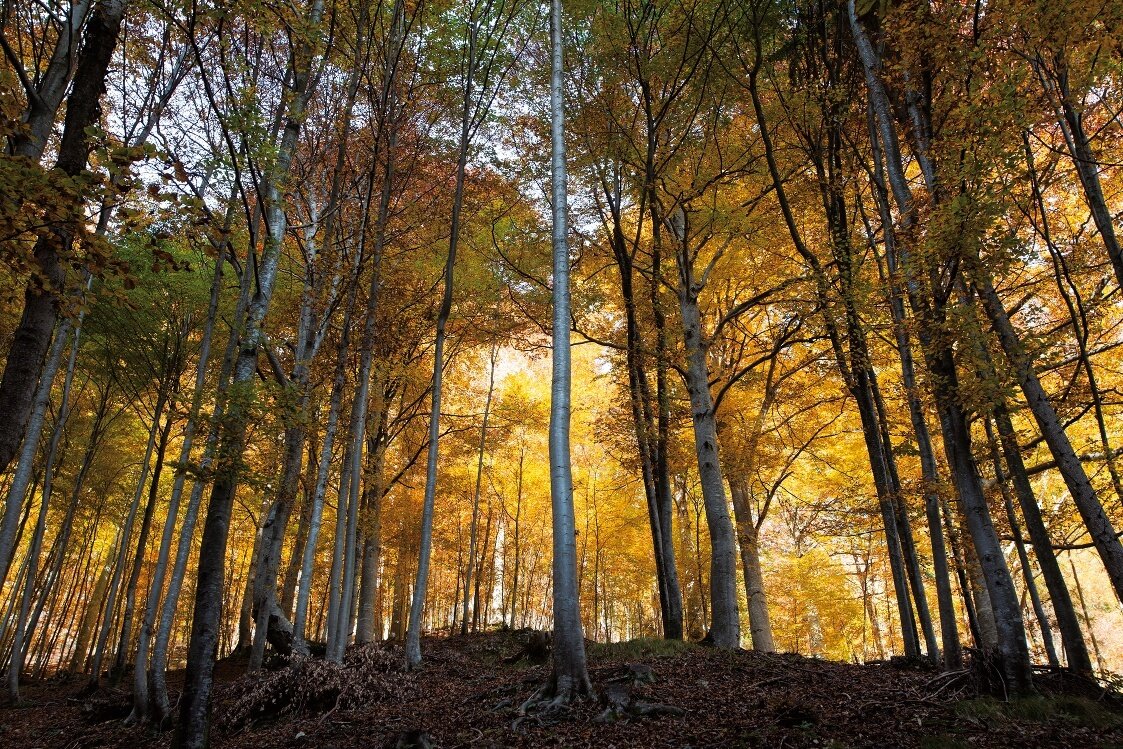 Sentiero interpretativo "Intrecci del tempo"