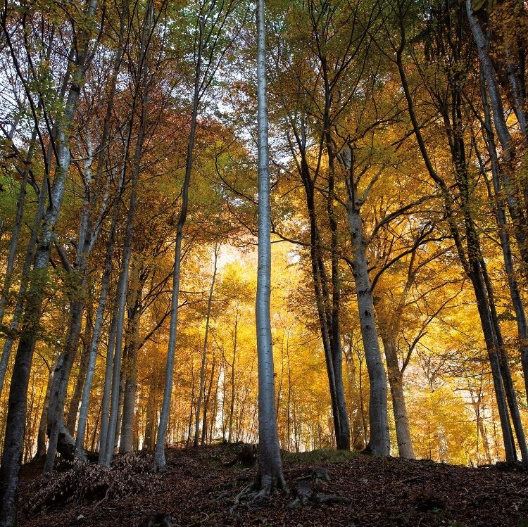 Sentiero interpretativo "Intrecci del tempo"