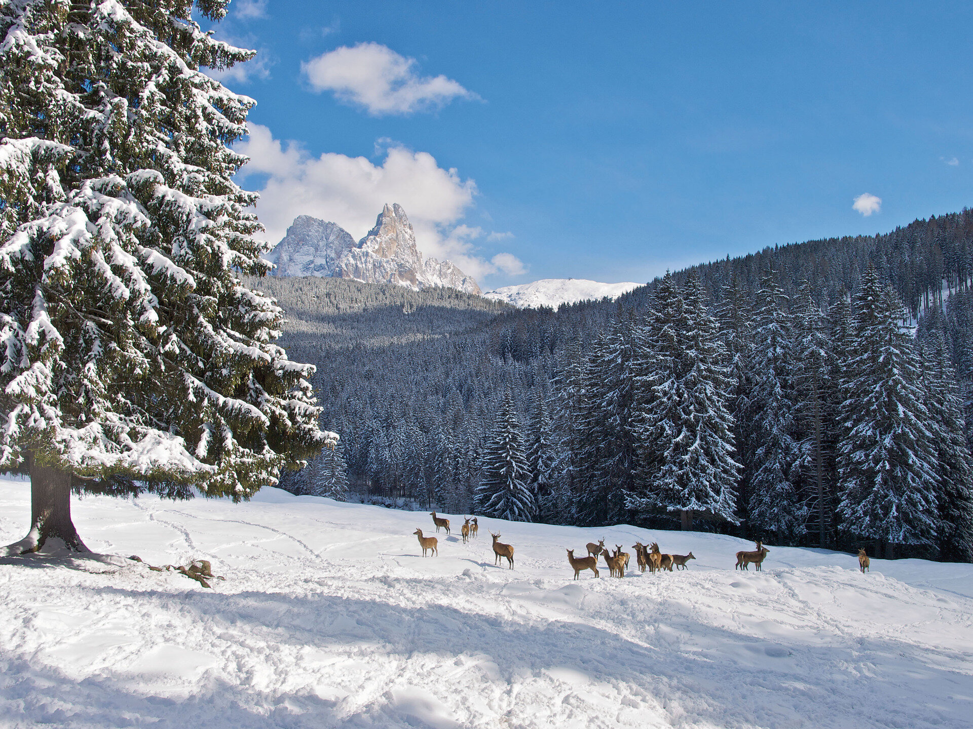 Content Dam Org 12 Images Full Rights Inverno Cervi A Paneveggio Archivio Tno Marketing