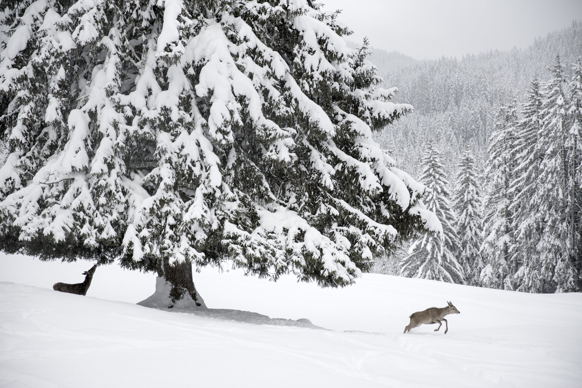 Content Dam Org 0 Images Full Rights Natura 31307