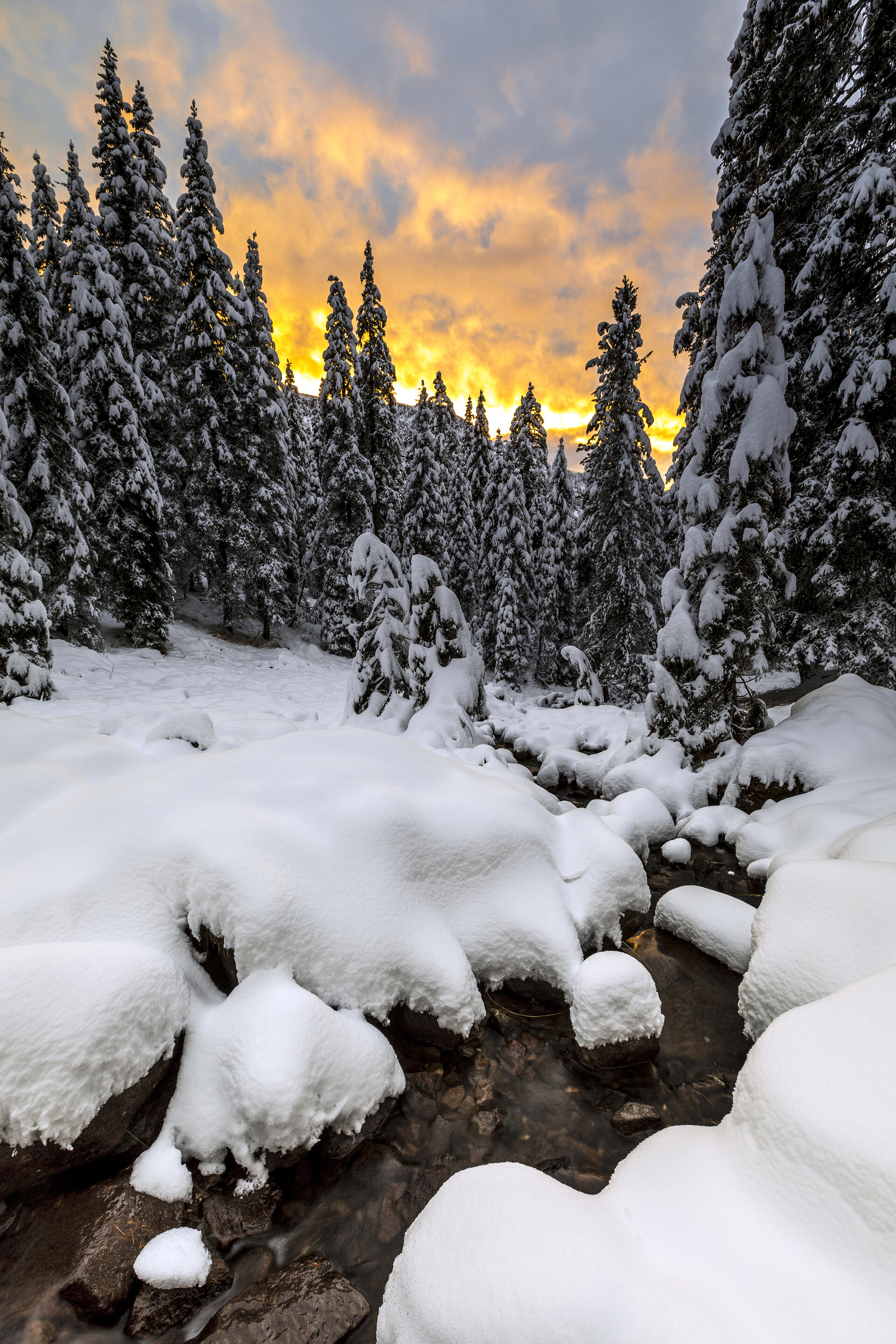 Content Dam Org 0 Images Full Rights Natura 38382