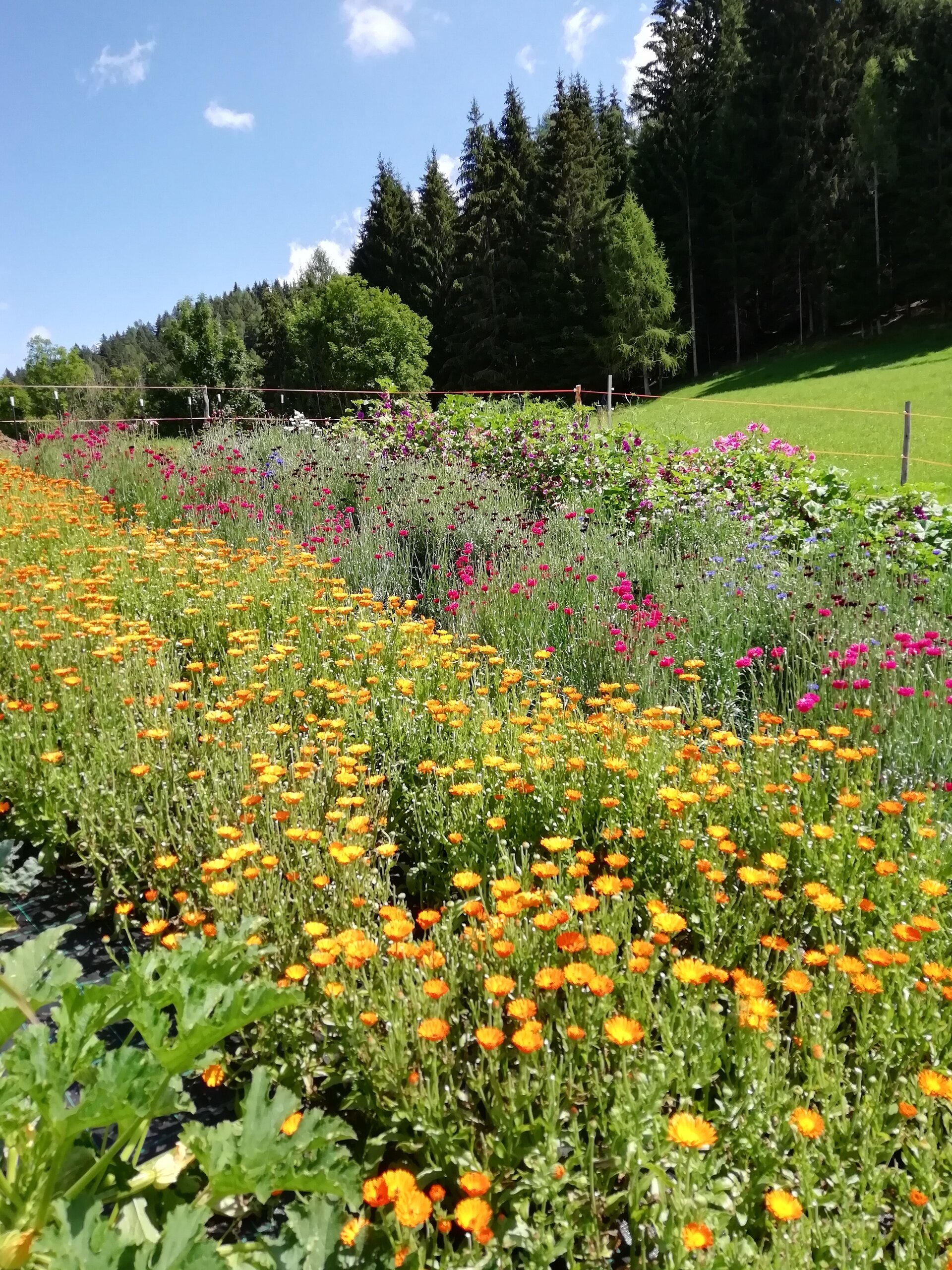 Content Dam Org 12 Images Full Rights Shopping Piccolo Fiore Negozio Img 20200806 144116