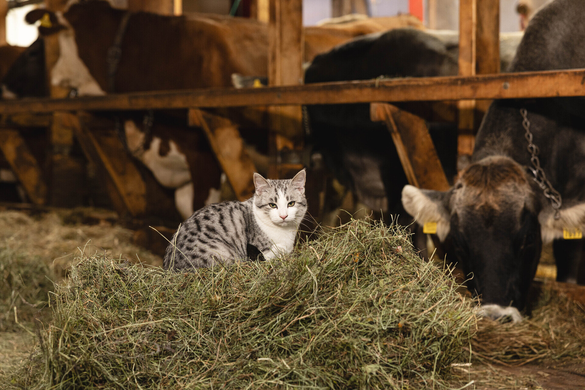 Content Dam Org 12 Images Full Rights Famiglia Fattoria Didattica Agritur Broch C Dolomitesweb 11