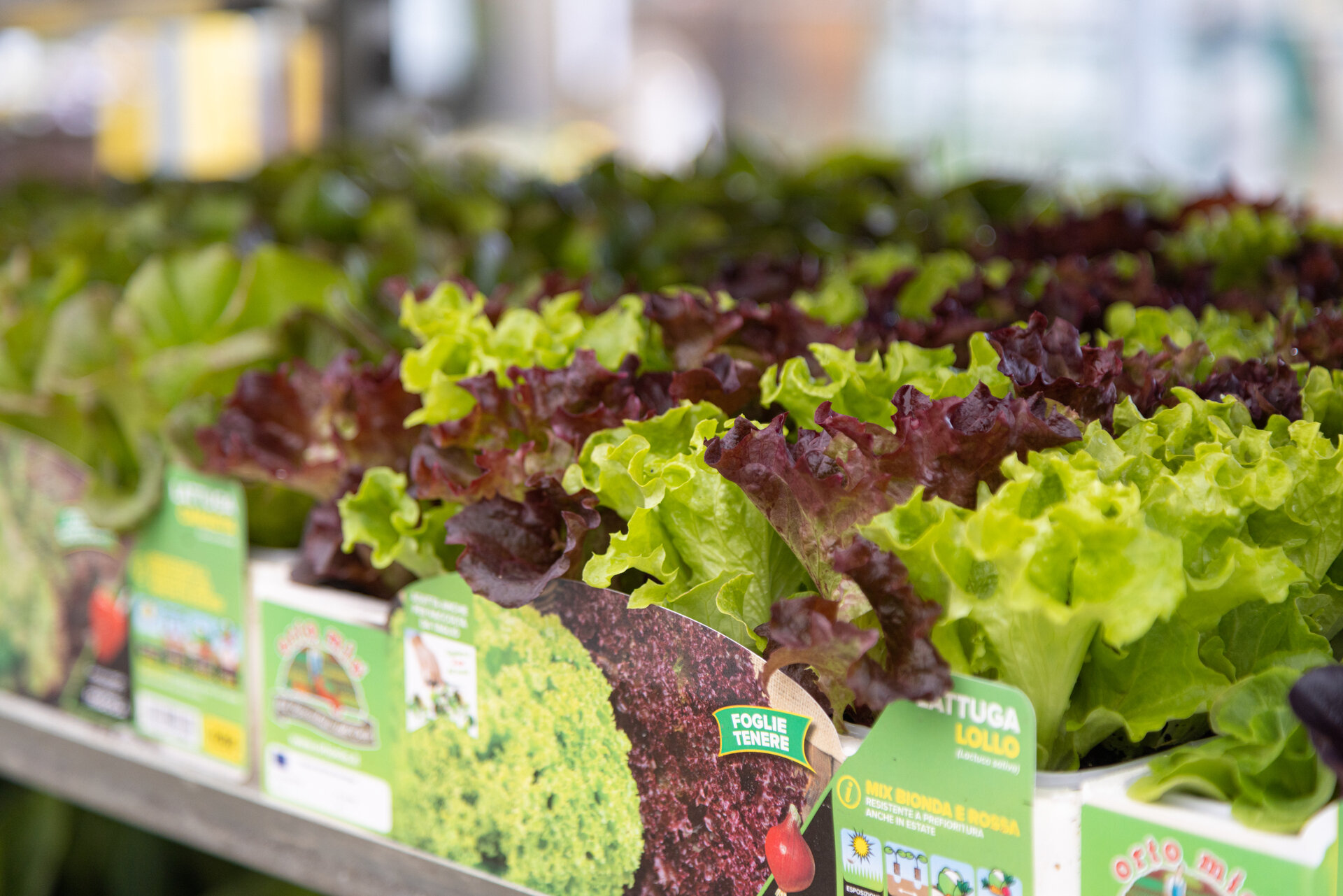 Content Dam Org 12 Images Full Rights Shopping Verde Primiero Verde Primiero 2