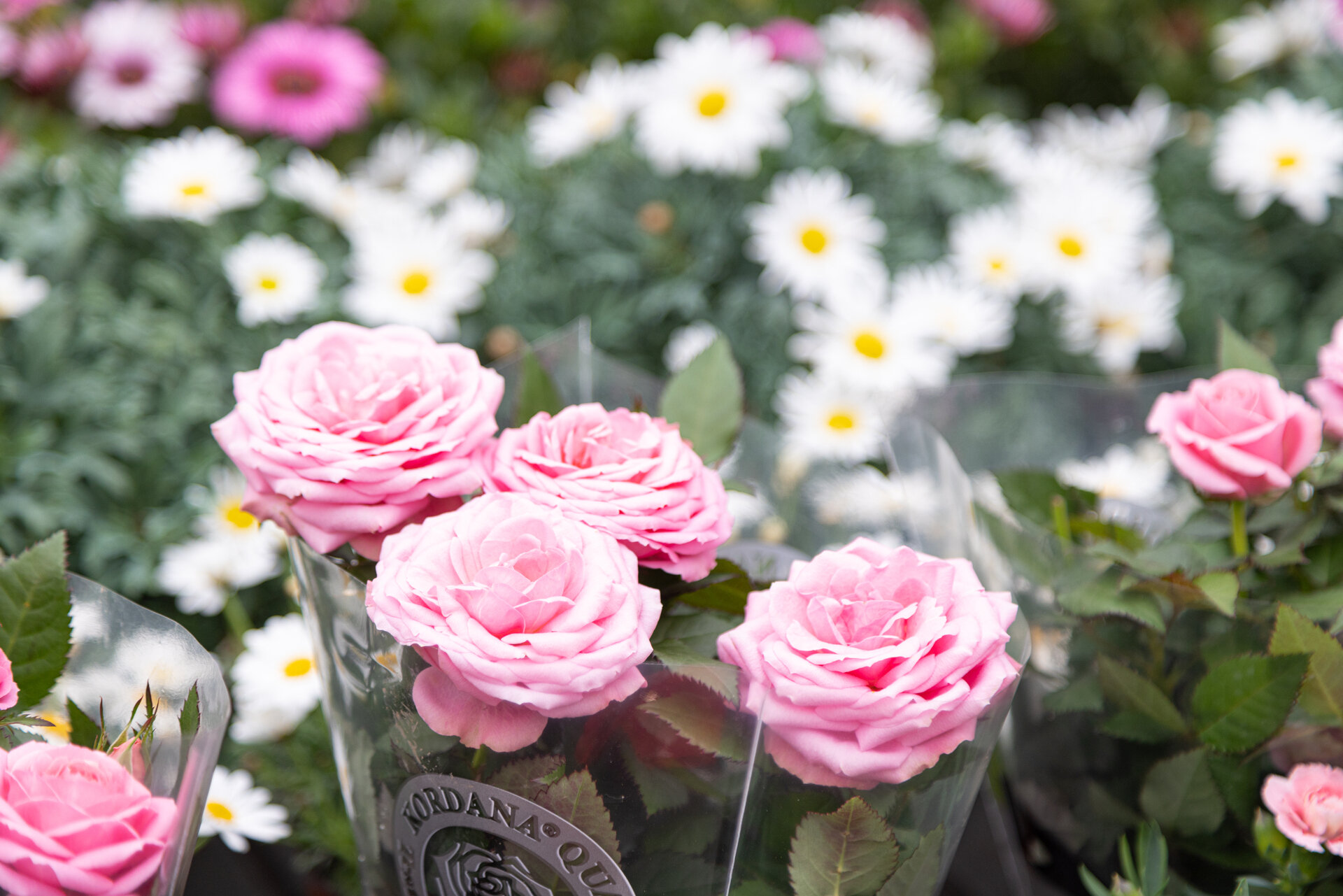 Content Dam Org 12 Images Full Rights Shopping Verde Primiero Verde Primiero 3