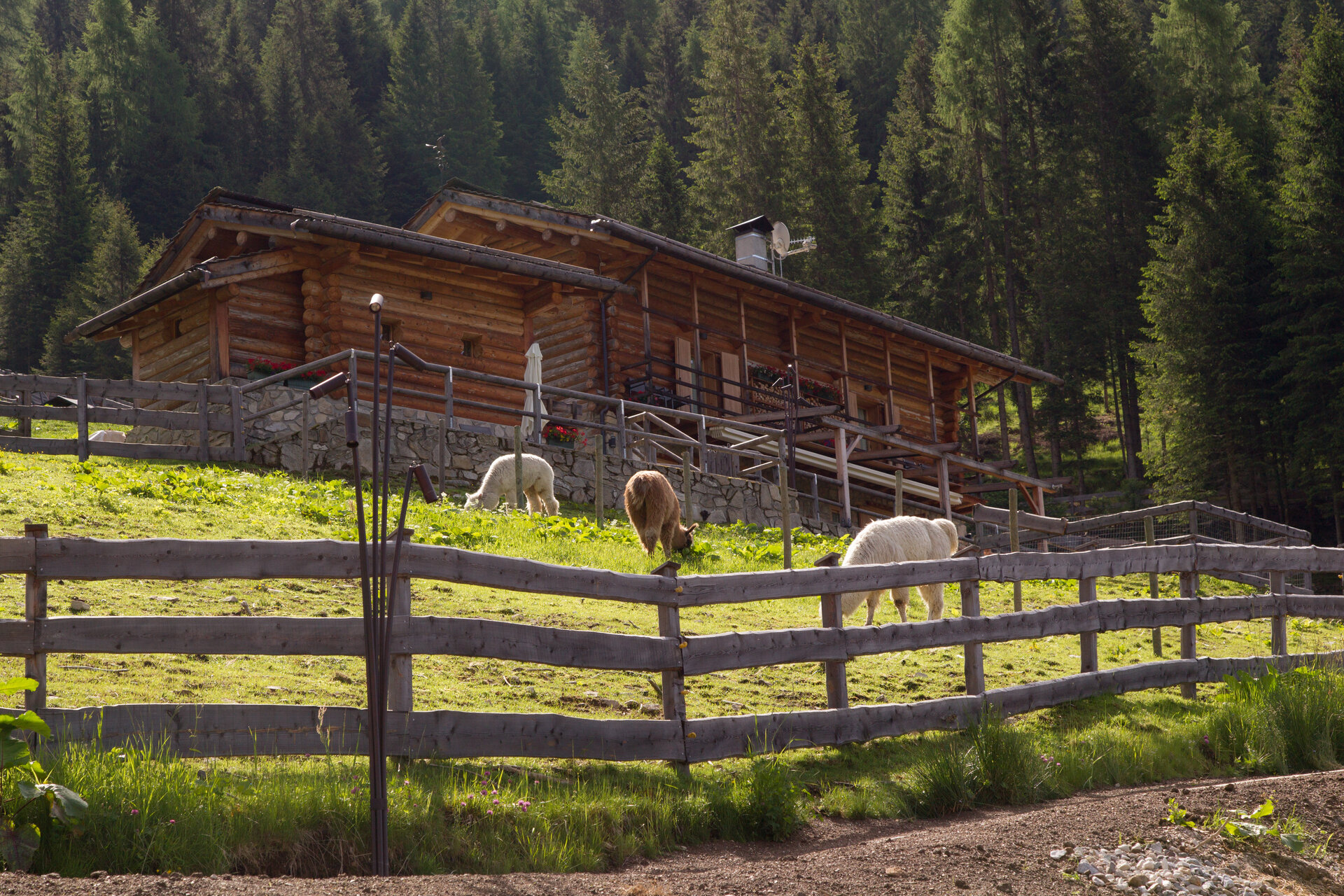 Content Dam Org 12 Images Full Rights Outdoor Trekking Lama Ph Enrica Pallaver1