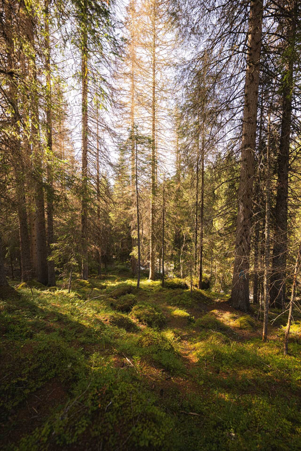 Bosco del Parco Paneveggio in Trentino
