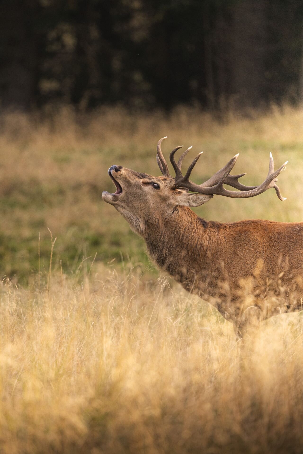 Il cervo, il re del Parco Paneveggio in Primiero
