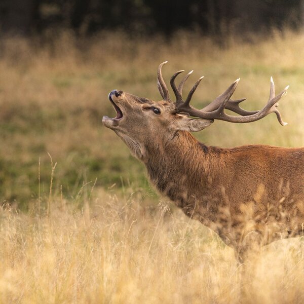 Il cervo, il re del Parco Paneveggio in Primiero