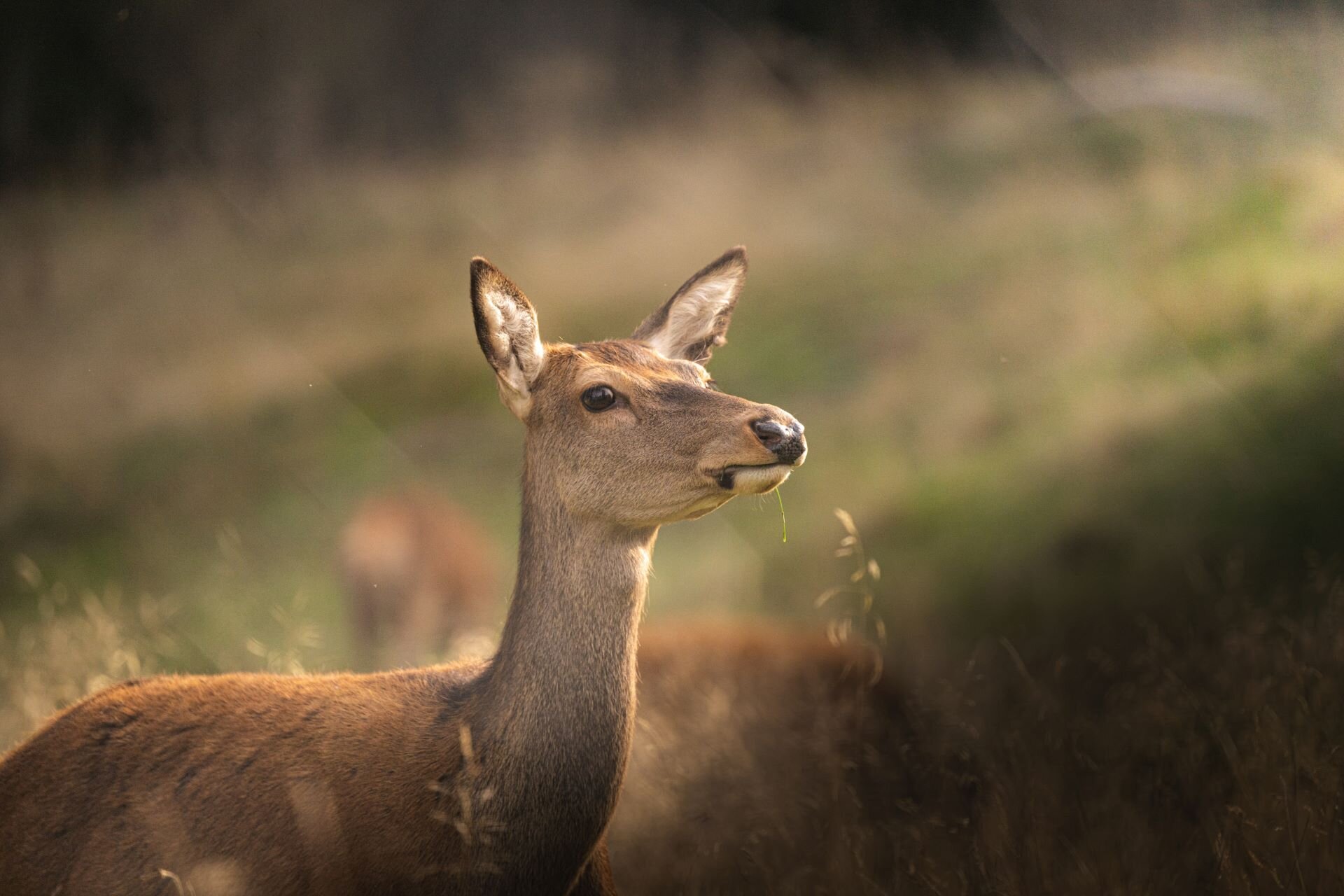 Un dolce capriolo nel Parco Paneveggio a Primiero