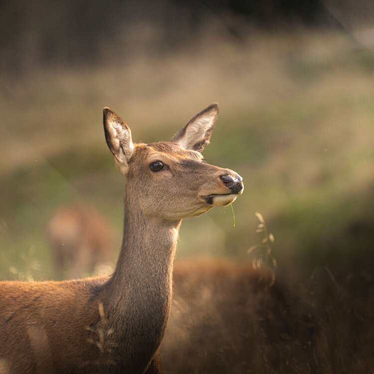 Un dolce capriolo nel Parco Paneveggio a Primiero