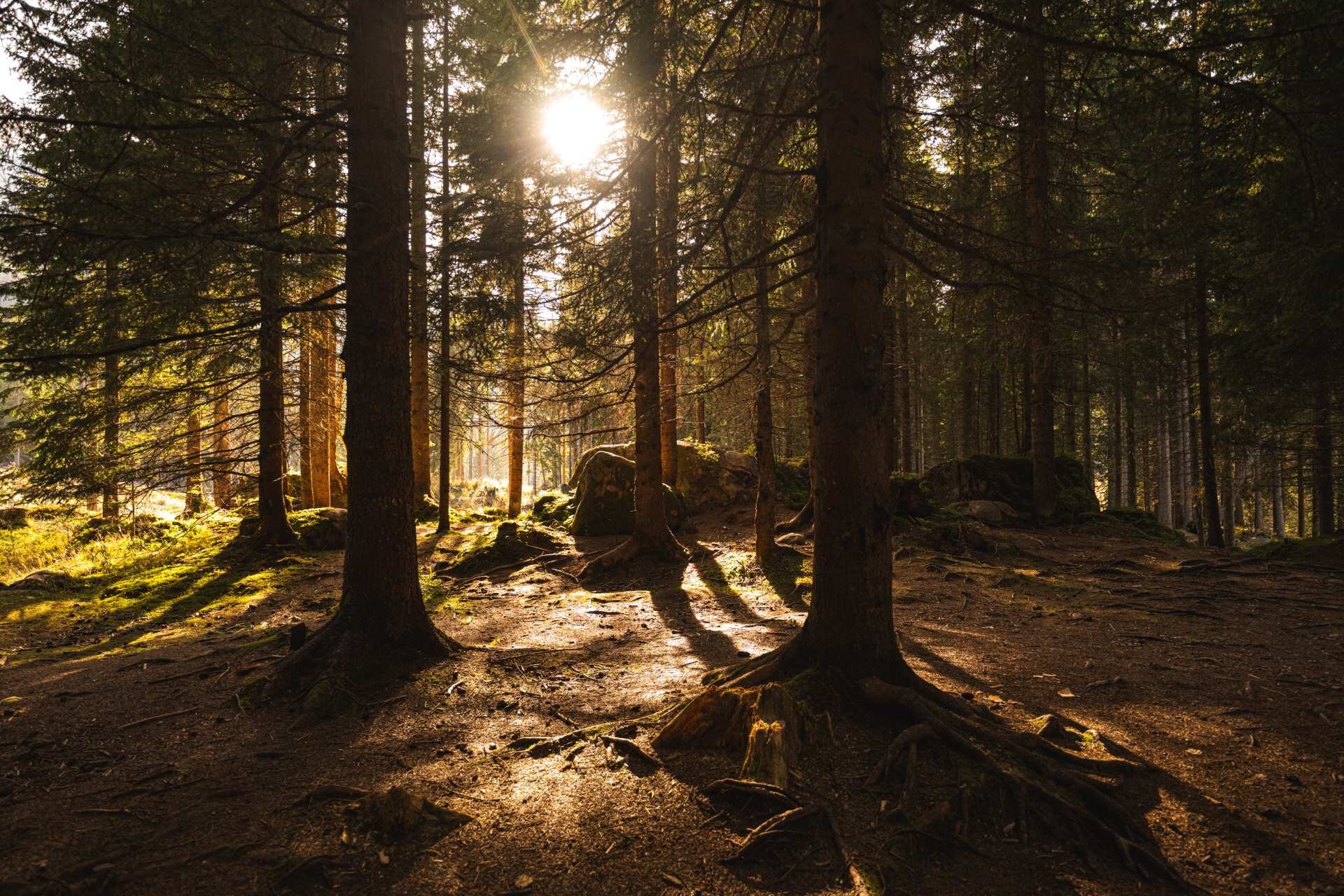 Un bosco scuro del Parco Paneveggio